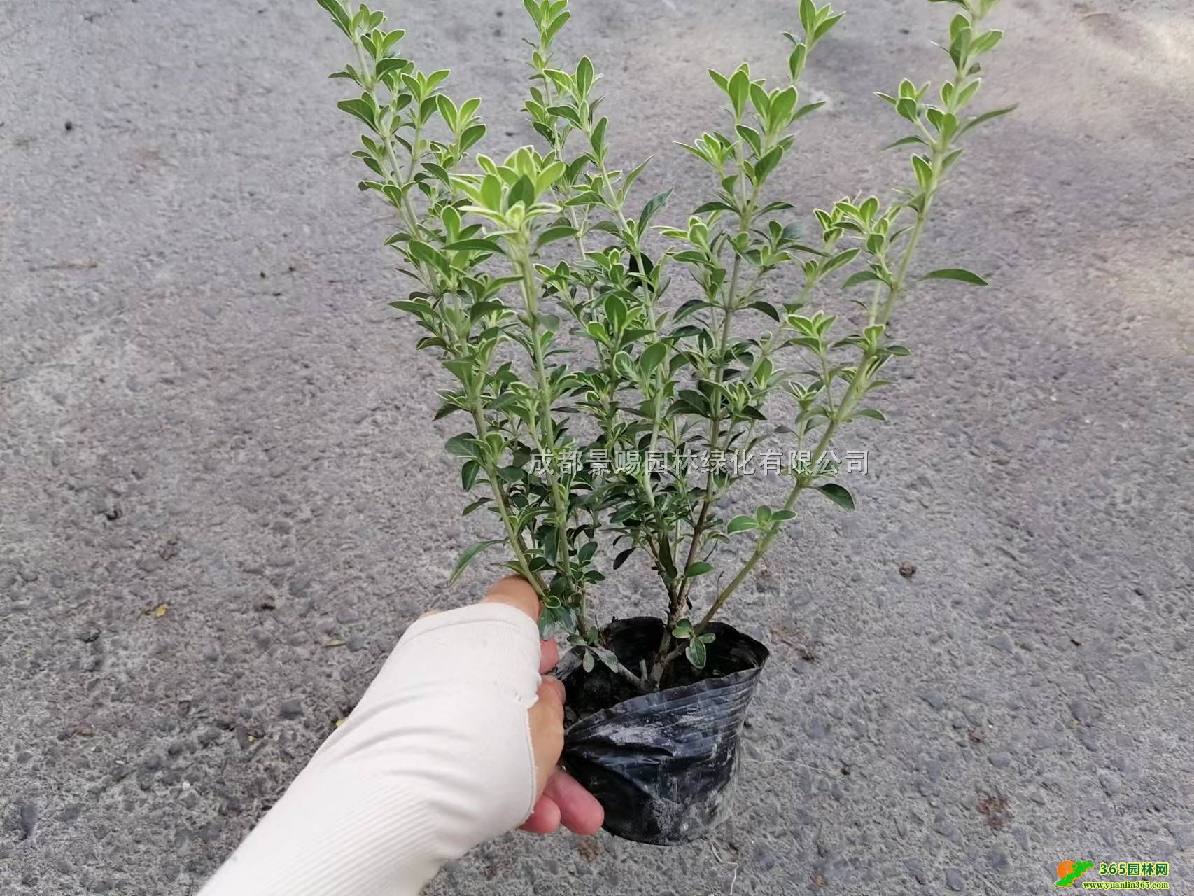 ѩl(f)30ѩl(f)ؑcĴѩ