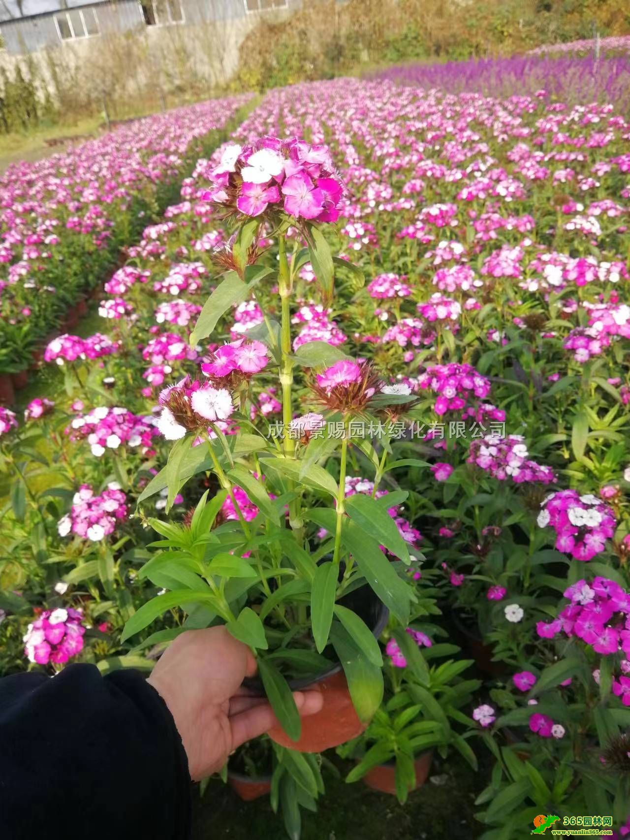 ߗUʯءl30-40߸ߗUʯpɫؑcĴʯ