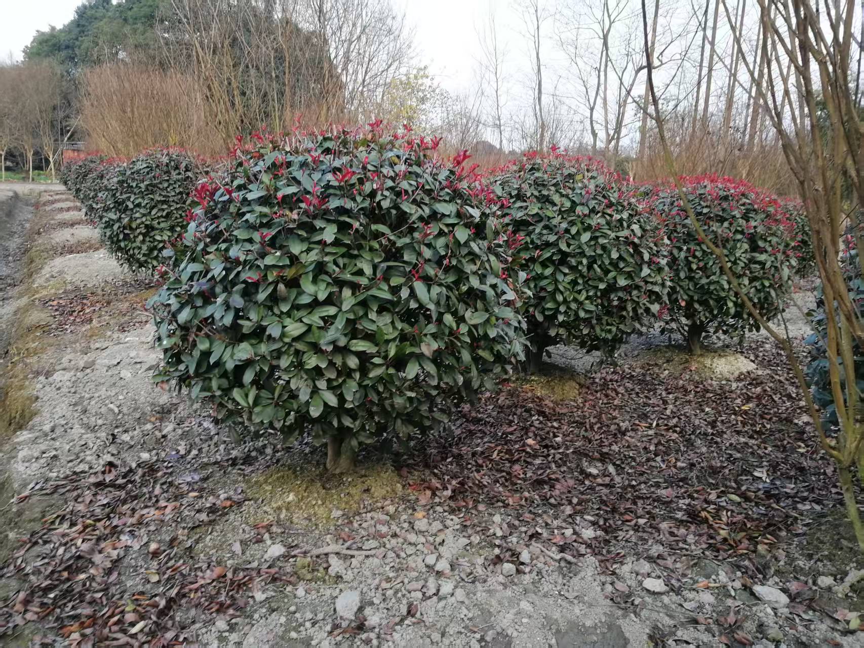 1.5׹ڼt~ʯءt~ʯ骻l1-1.8׹ڷ