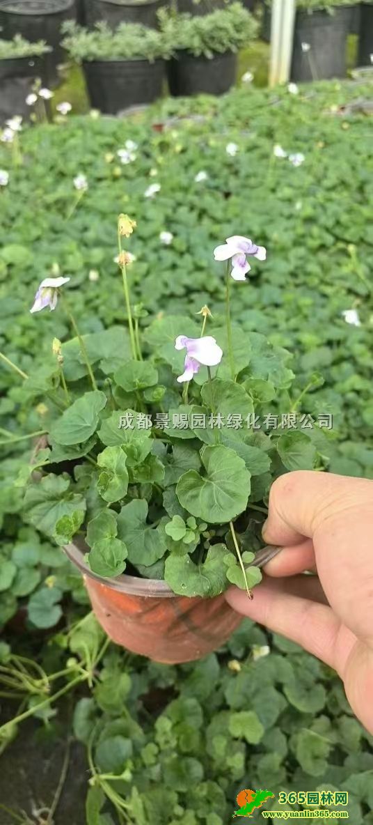 ؈pɫ؈P硢؈󱭻؈lr