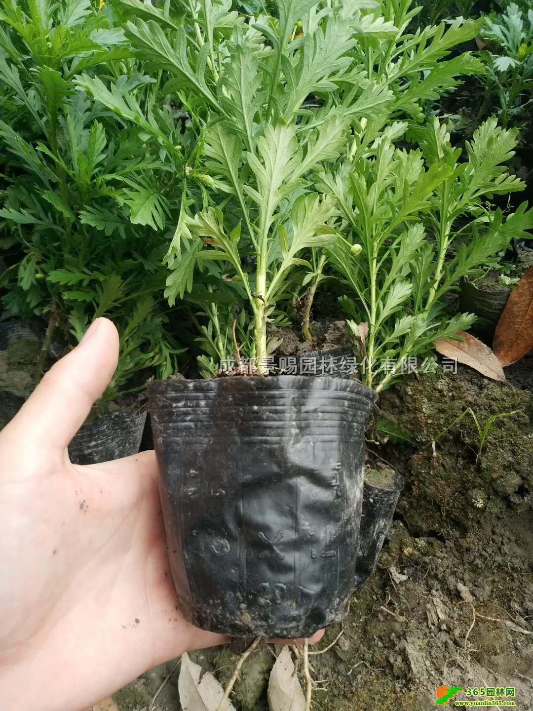 20-25Сľl(f)ľСl(f)rľջl(f)