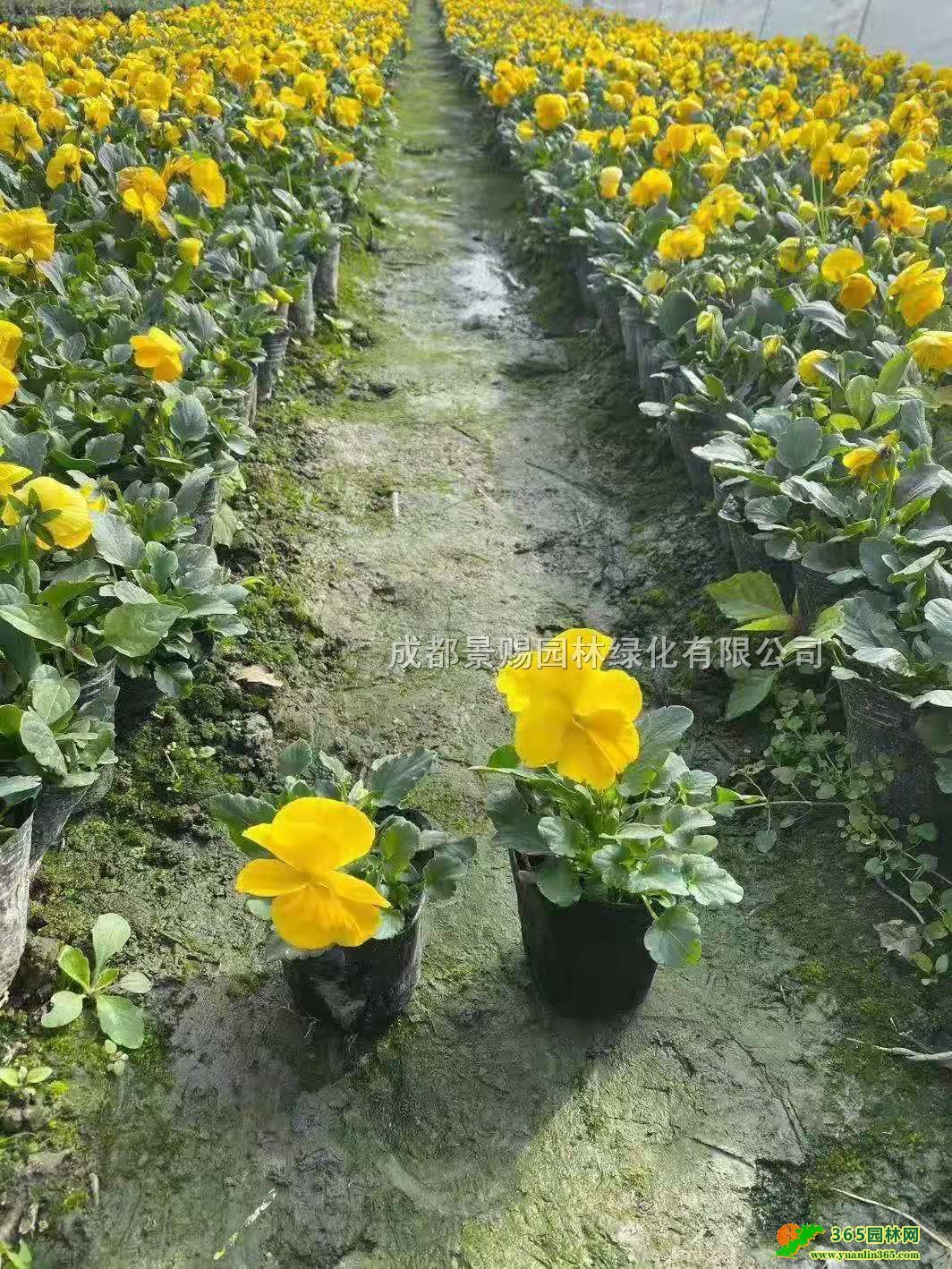 20߽lֱl硢Ĵr