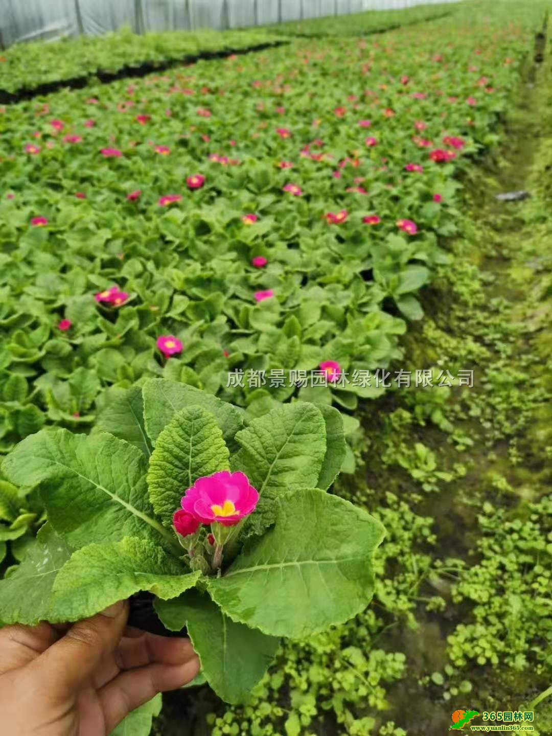 Wވl(f)ءl(f)Wpɫl(f)tɫ󴺡ɫ