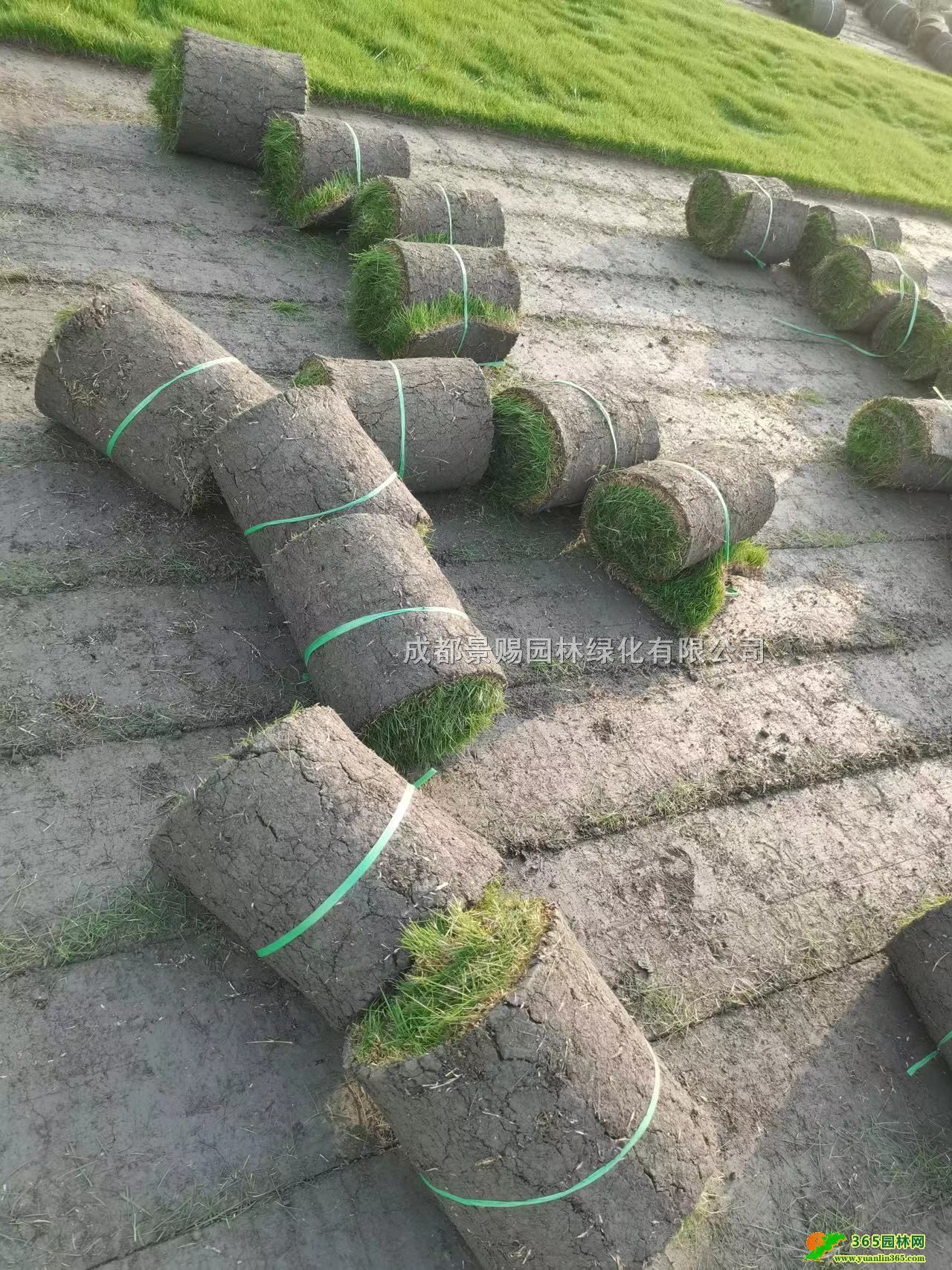 Ĵ_̖ݲƺl_2̖ݲƺ첥ݲƺ