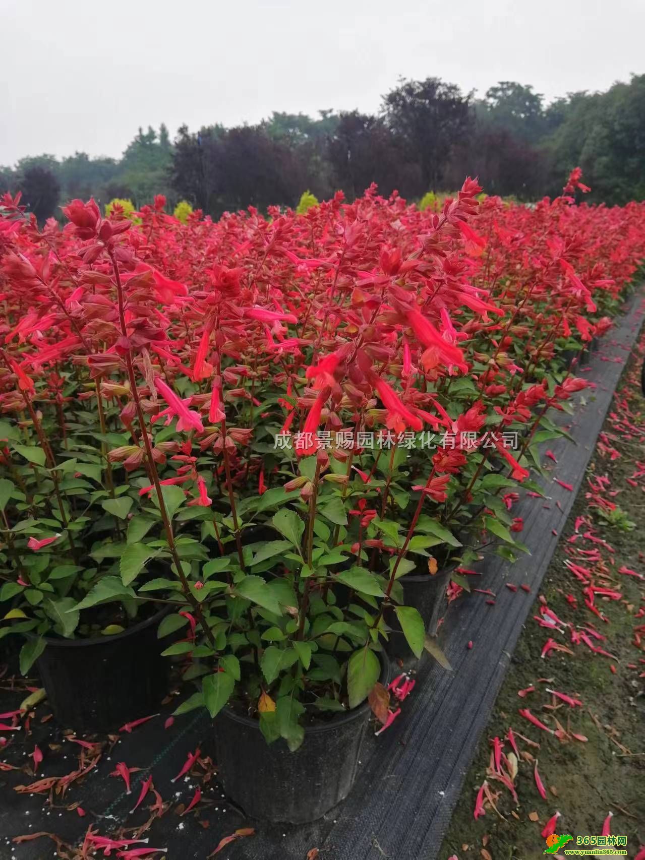 Ĵɶһtlء40-50߳һt