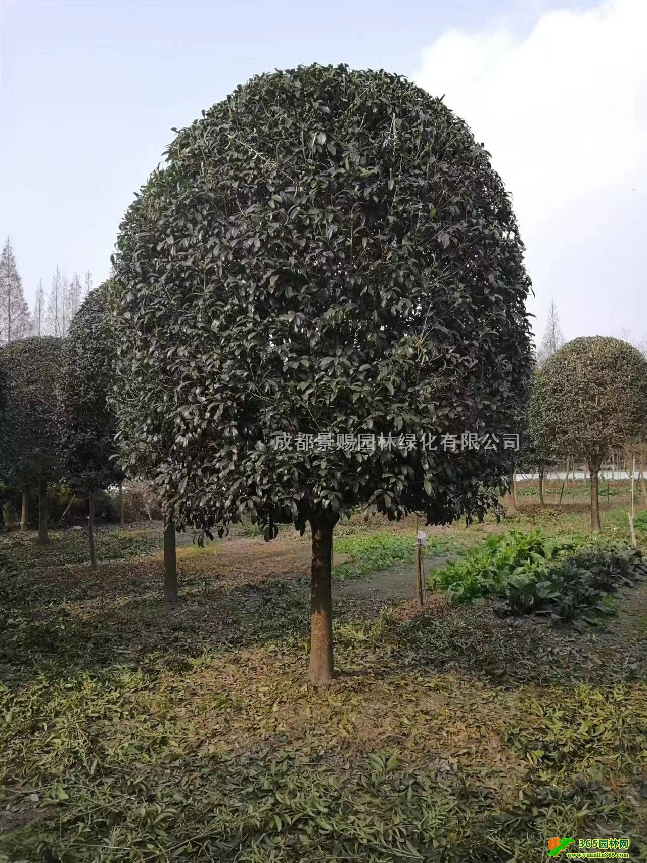 Ĵɶ𻨻l𻨹硢1.5-1.7׹𻨻