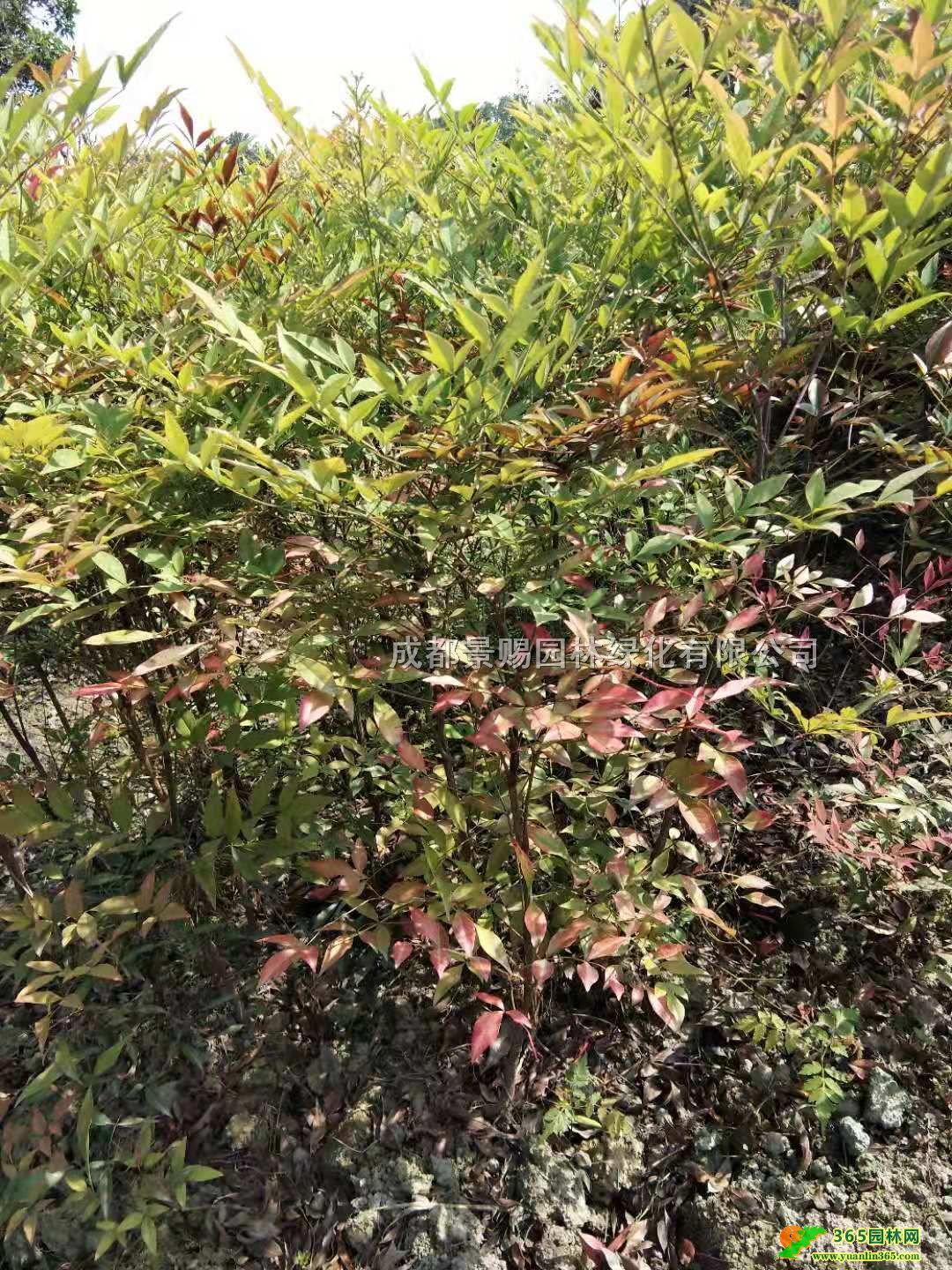 2025ؑcءl30-40-50ָ