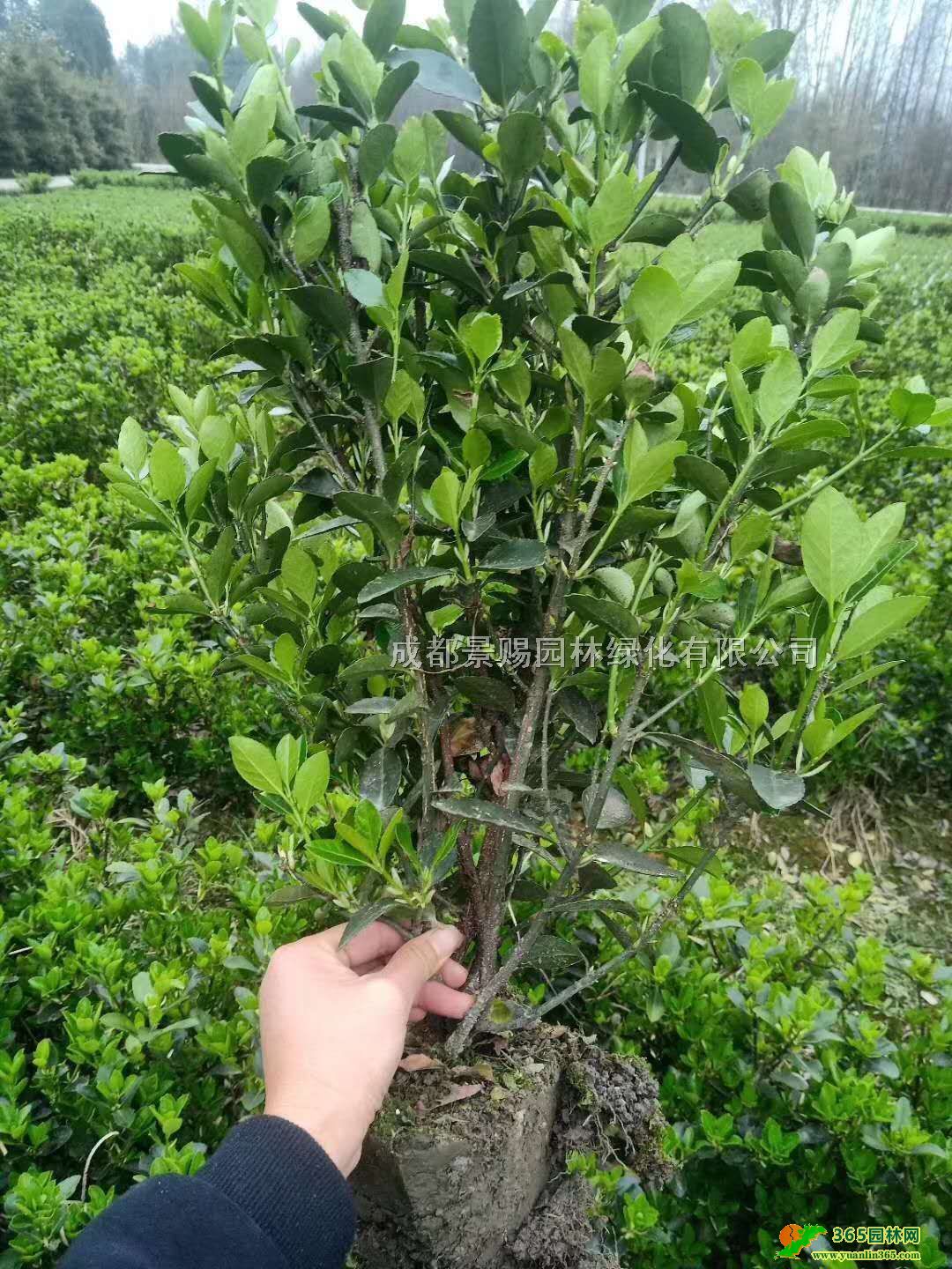 ~SrطNֲl40-50ָߴ~S