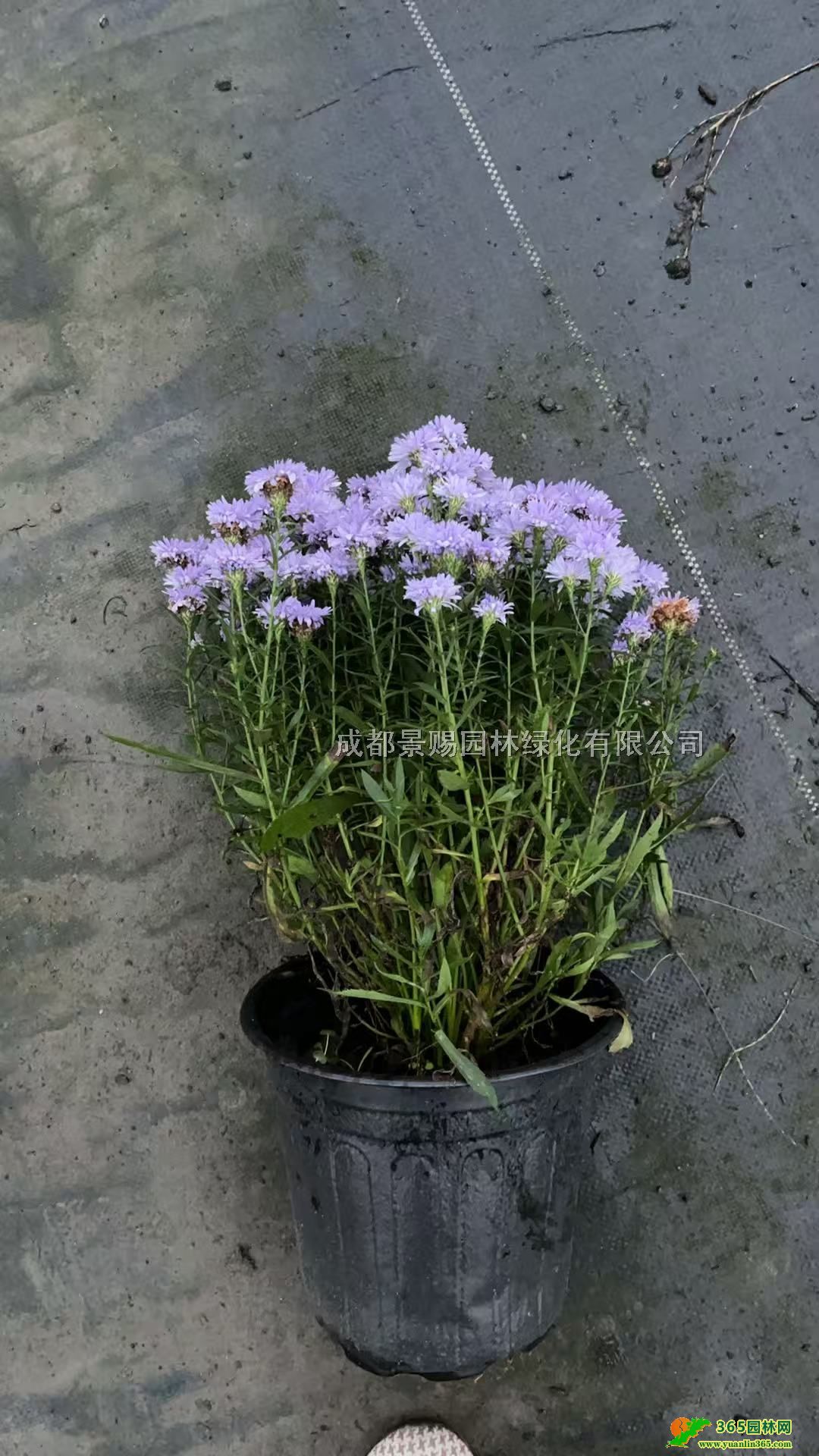 Է2ӁԷءɫԷlƷԷ軨