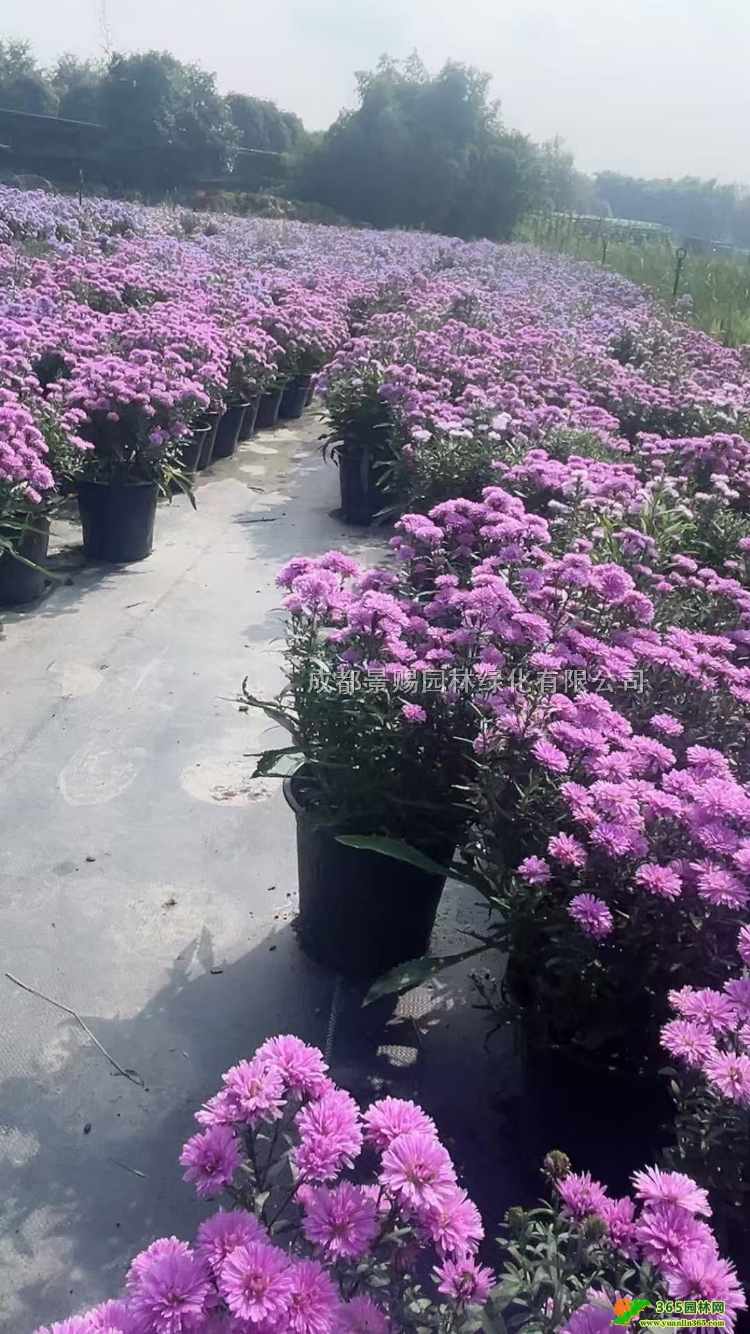 20-40Է軨ƷԷءԷ̾Gl