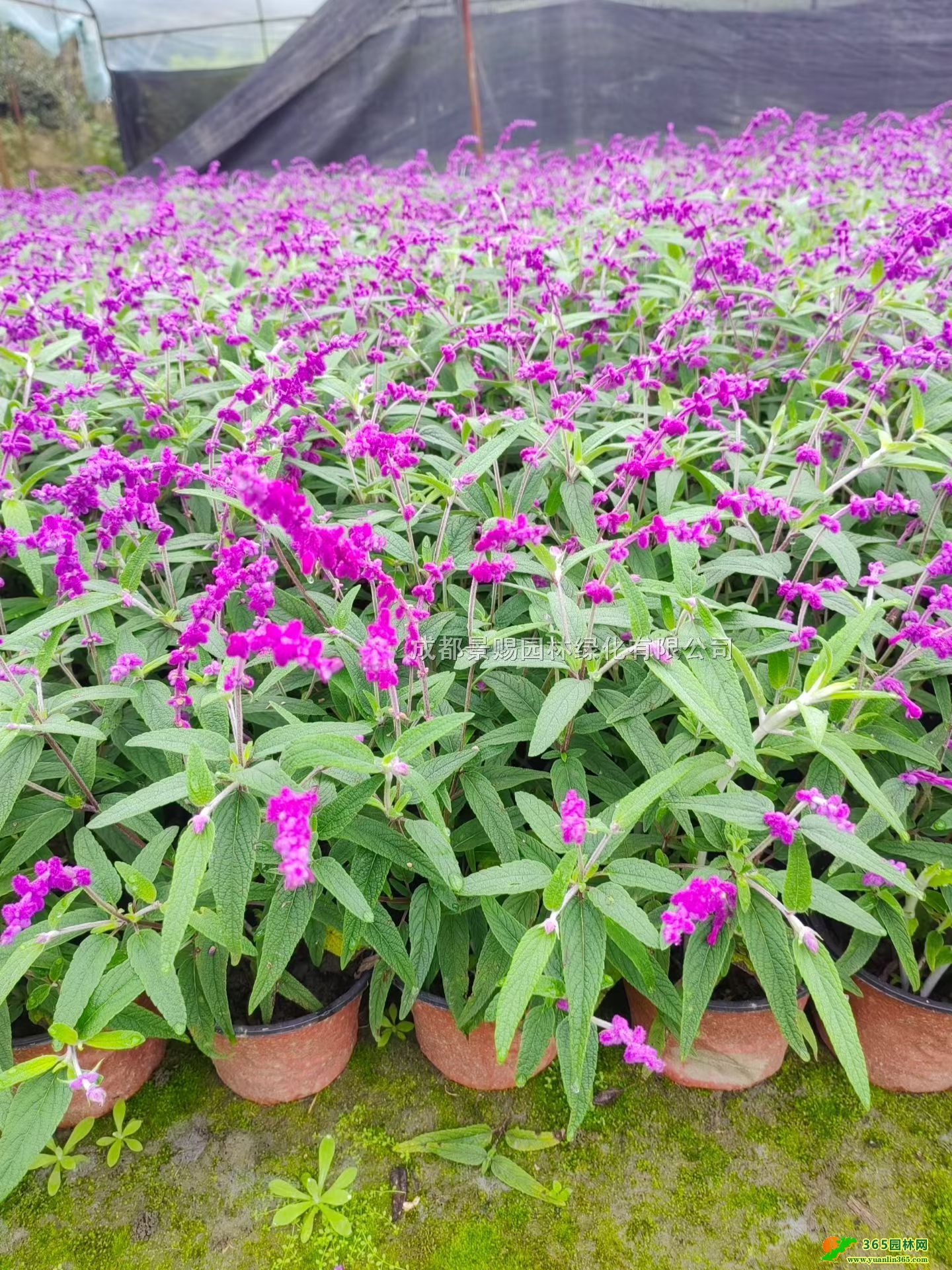 鼠尾草產(chǎn)地、鼠尾草種植苗圃、四川鼠尾草基地、鼠尾草批發(fā)