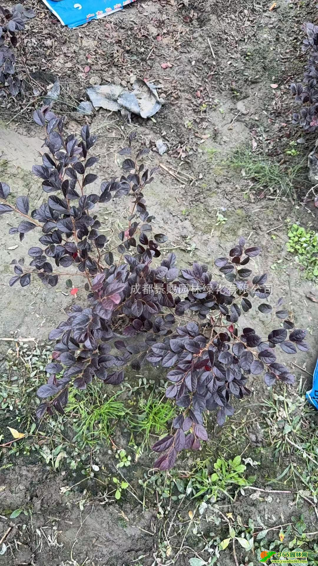 紅繼木產地批發、紅繼木小杯大杯、紅繼木綠化小苗價格