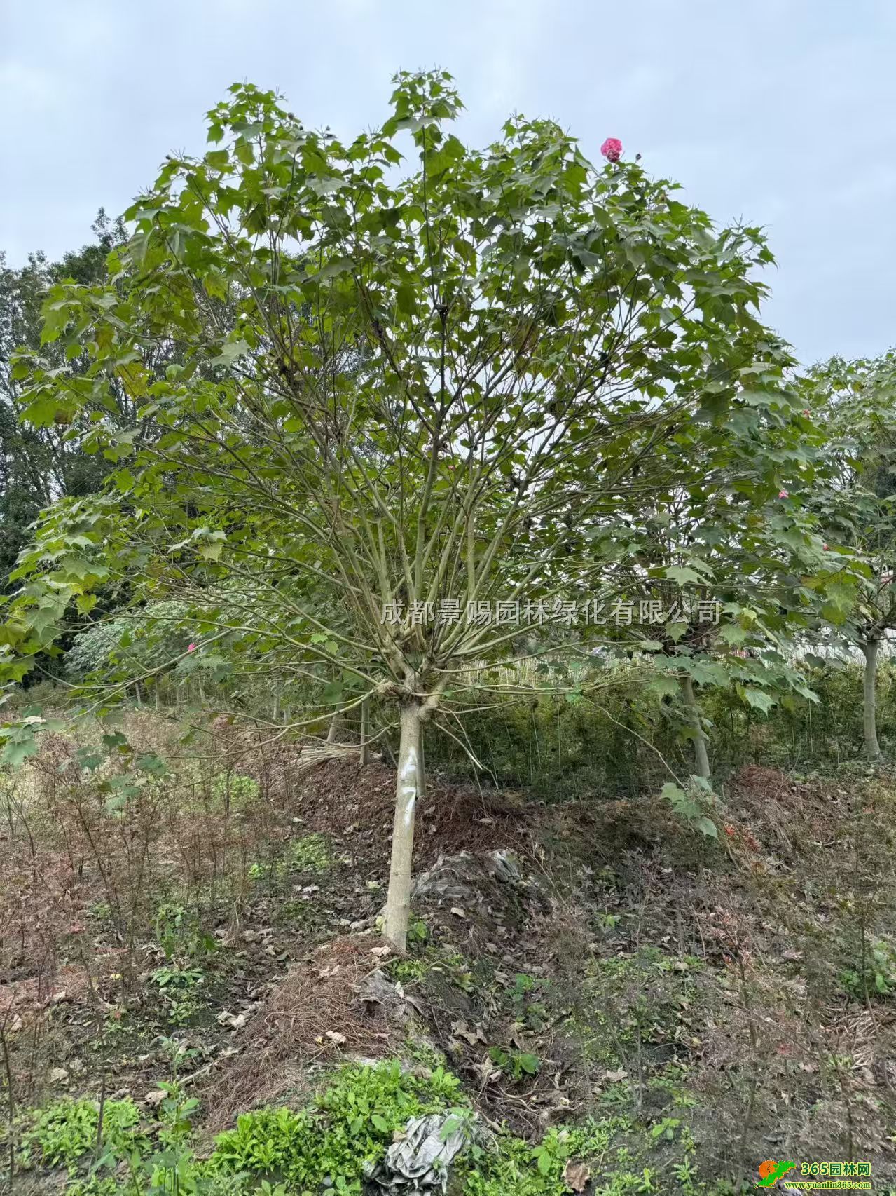 4-12ľܽؾG硢ľܽػءߗUľܽl