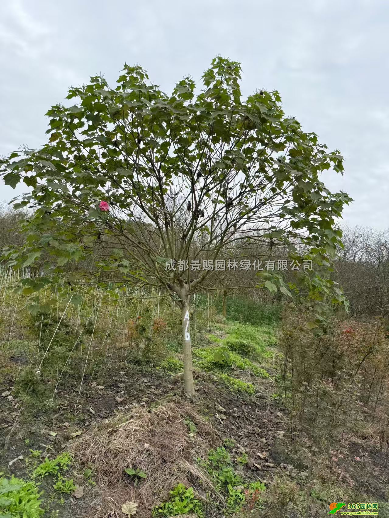 ߸ľܽػ\ӡľܽخaءľؘܽlrܽػ