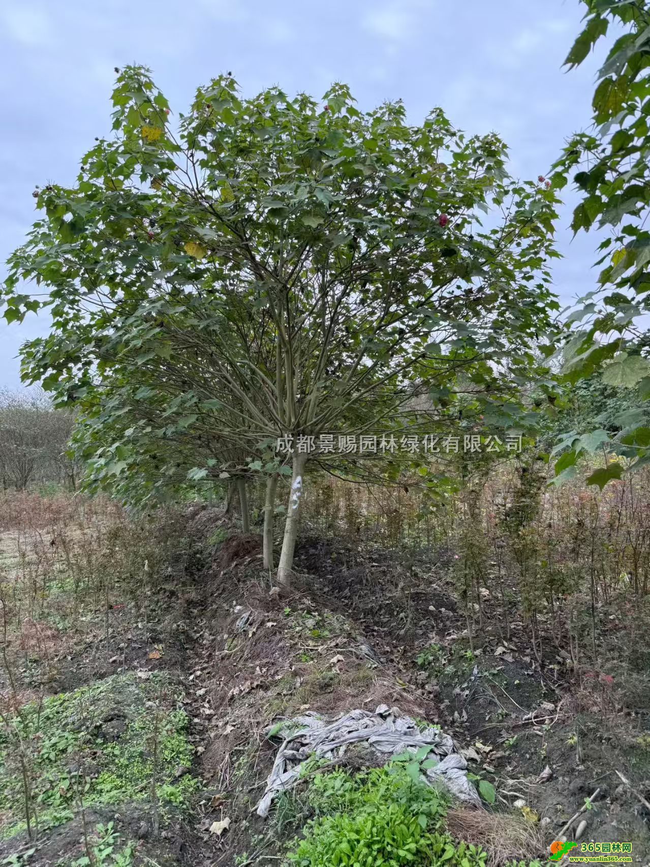 5-12ľܽػlľܽطNֲaءľܽؾG