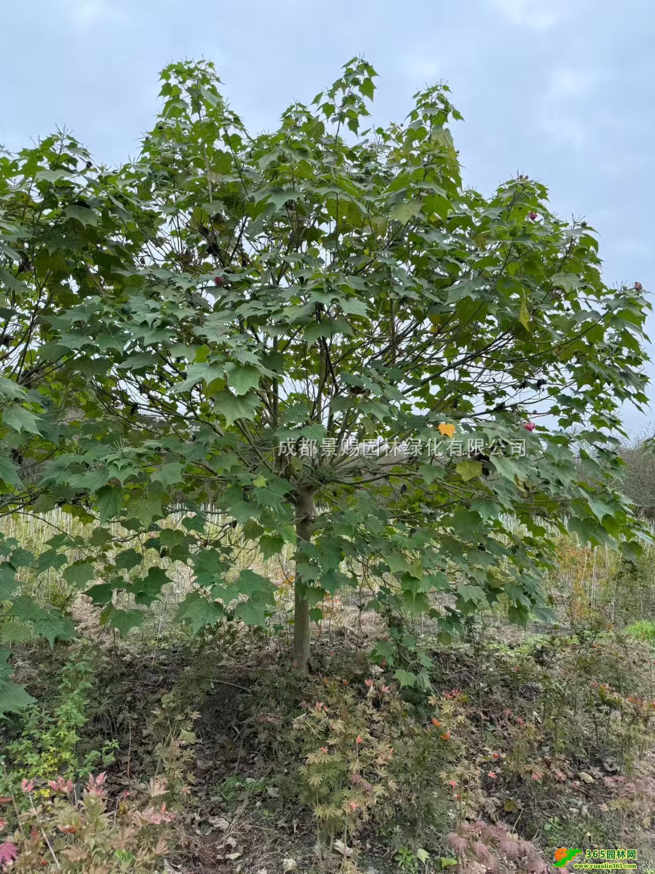 1-3.5׸ľܽع硢ľܽlaء5-10ľܽ