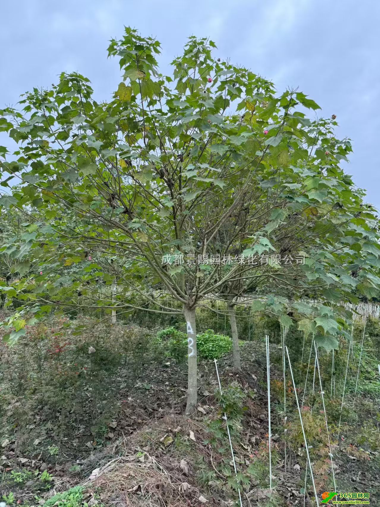 50-300ľܽػ\ӡͷ֦ľܽػءľܽl