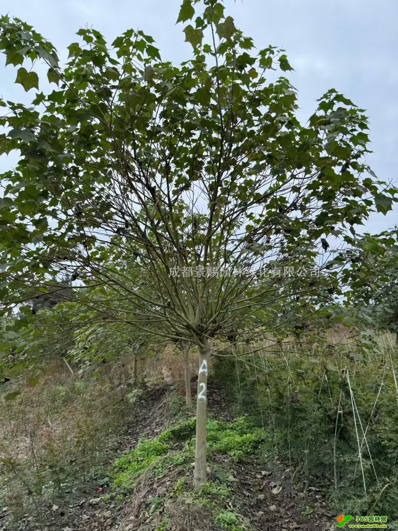 ͷ֦ľܽػlľܽ؃rľܽع