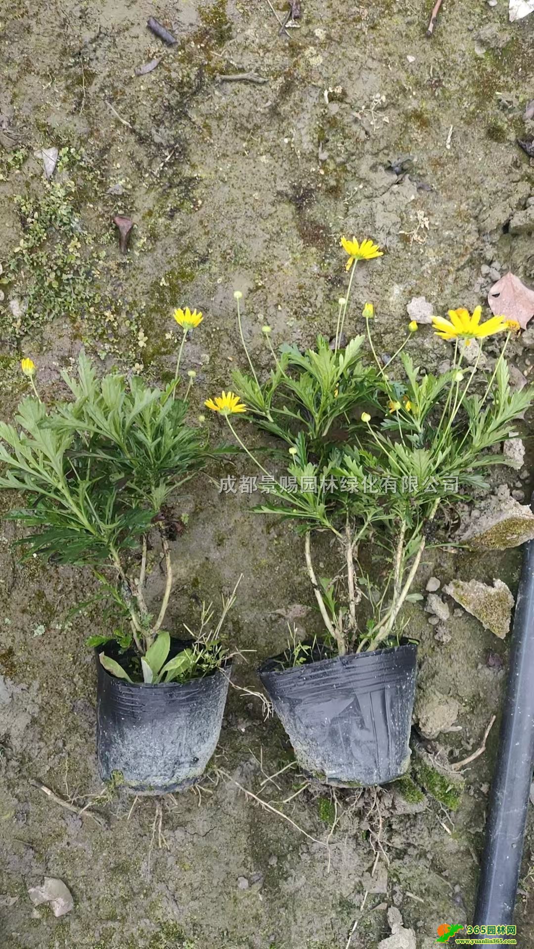 20-40ľմСľշNֲԡľջ