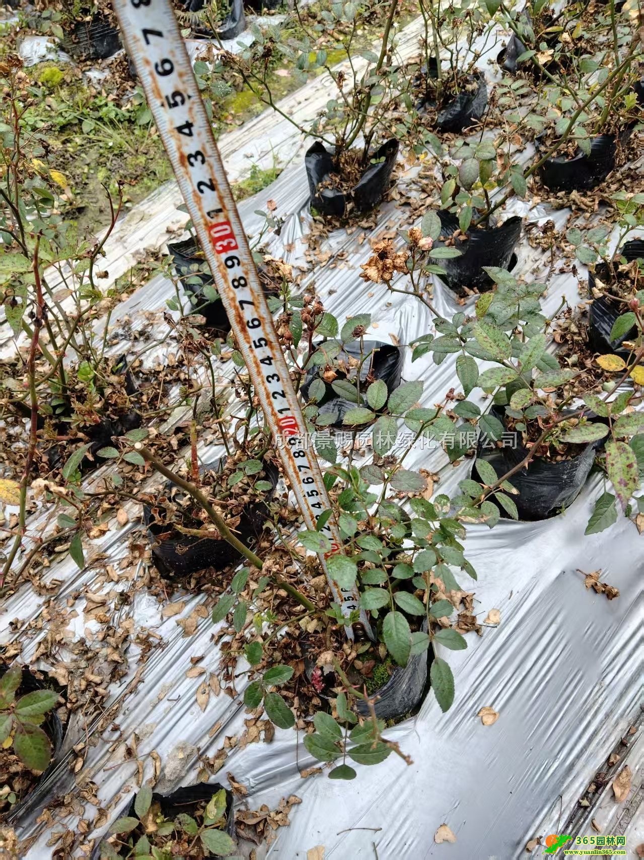 ¼ءt¼laء¼ر硢¼16