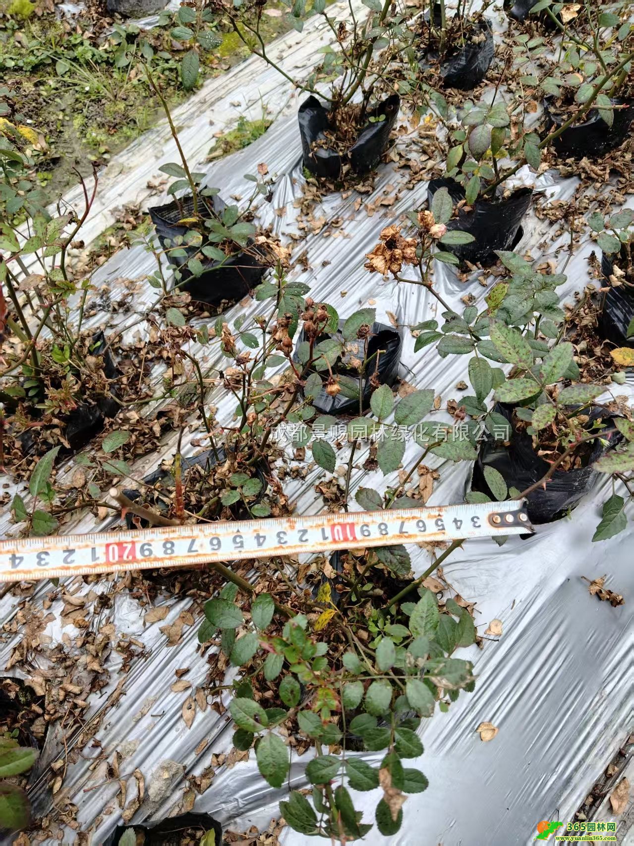 ¼硢¼硢¼硢ٱ¼l¼