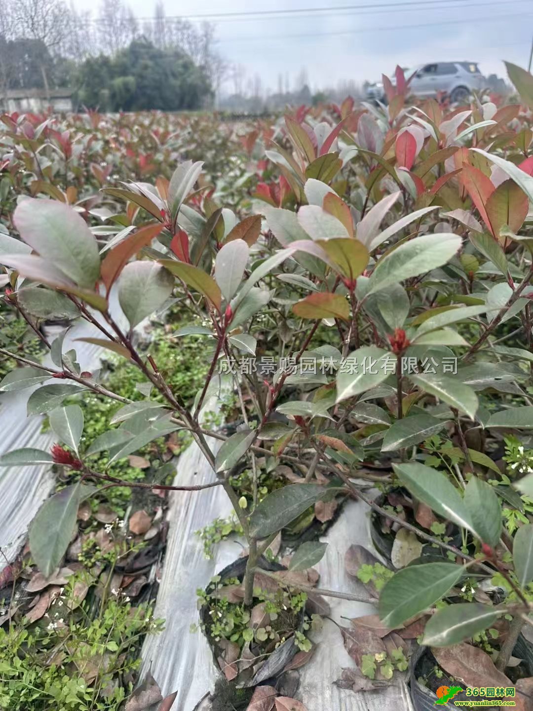 40߼t~ʯ骴󱭡t~ʯСt~ʯ骷Nֲ