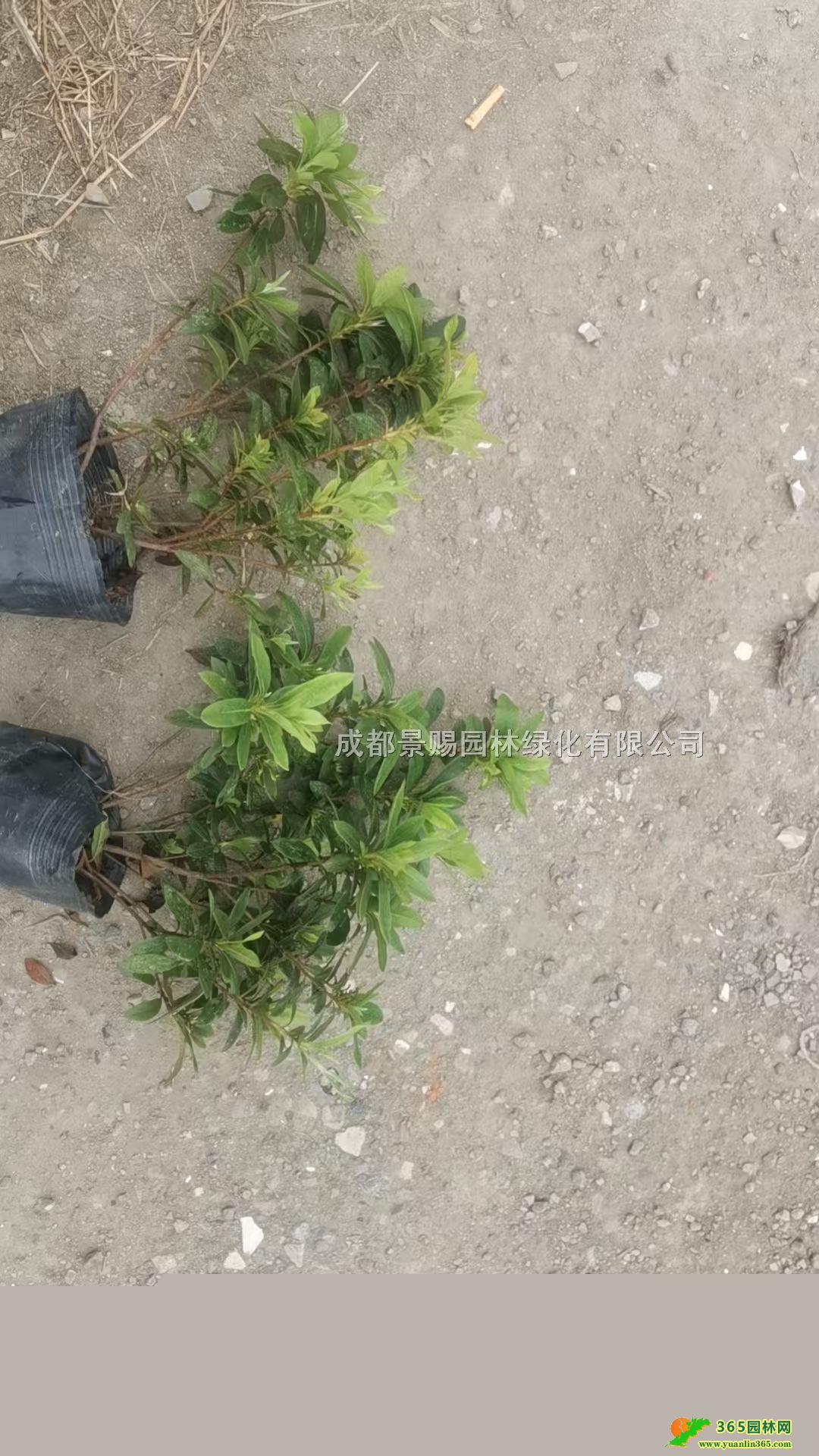 16ëN15-45ëNСëNػ\؛