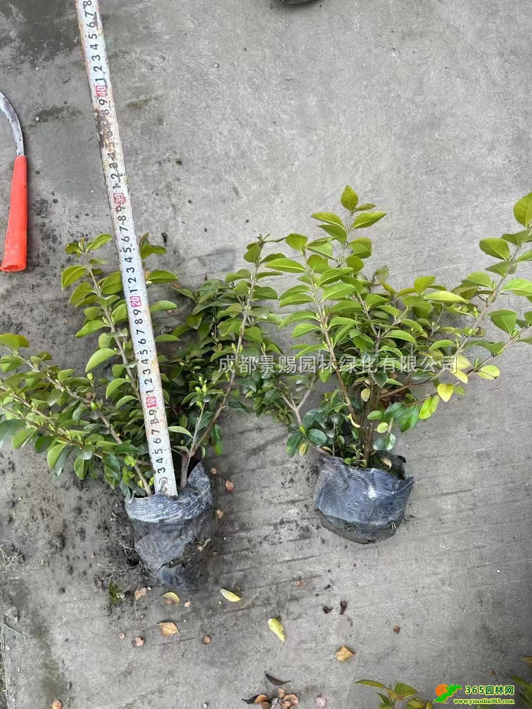 30-40߽~Ůؑ硢16~Ůؑl(f)~Ůؑ