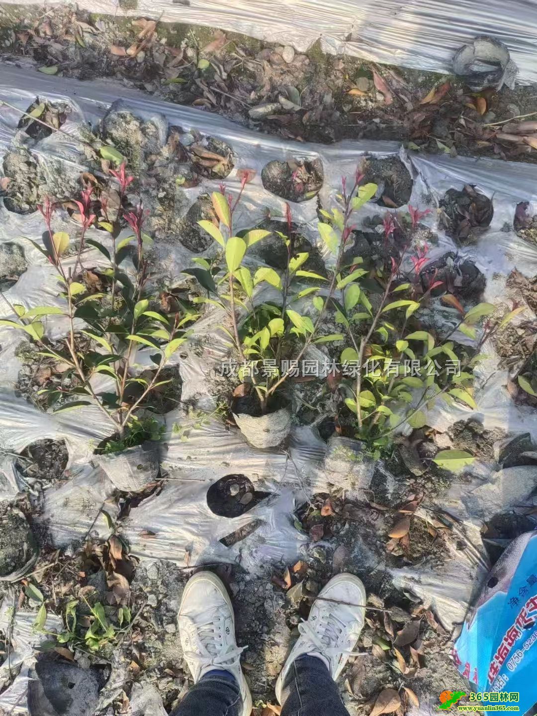 30-40߼t~ʯ骴󱭡16t~ʯl(f)t~ʯ骻