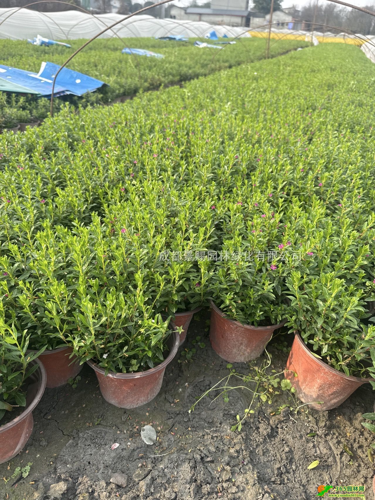 14MС硢20ߝMlءtMǹ