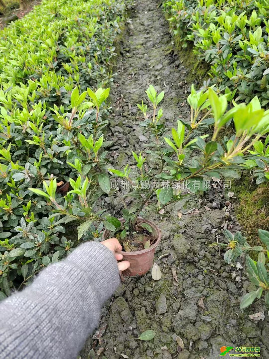 20-30ָ߰N硢13Nl(f)