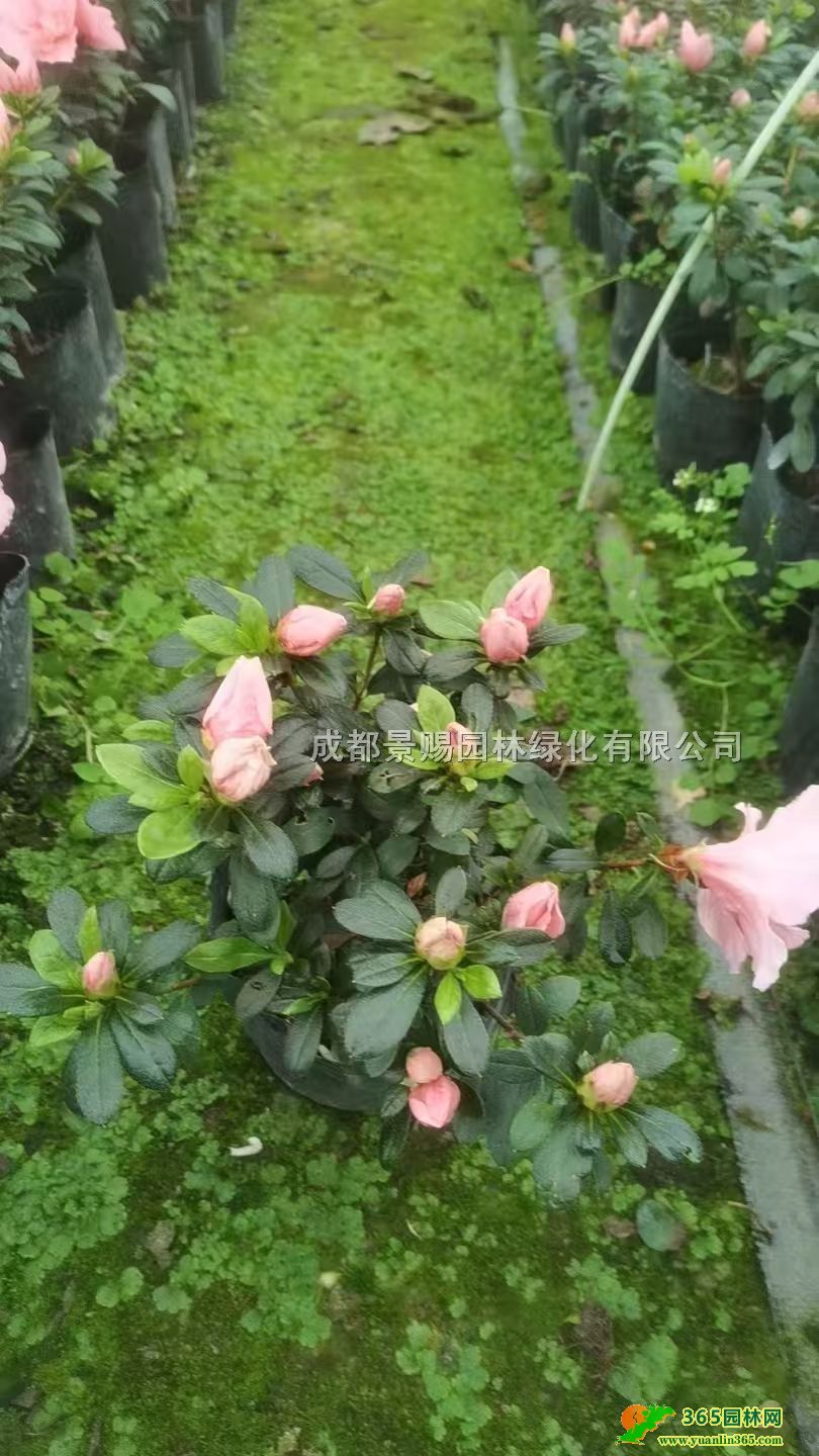 20-30NСҼtNl(f)÷tN