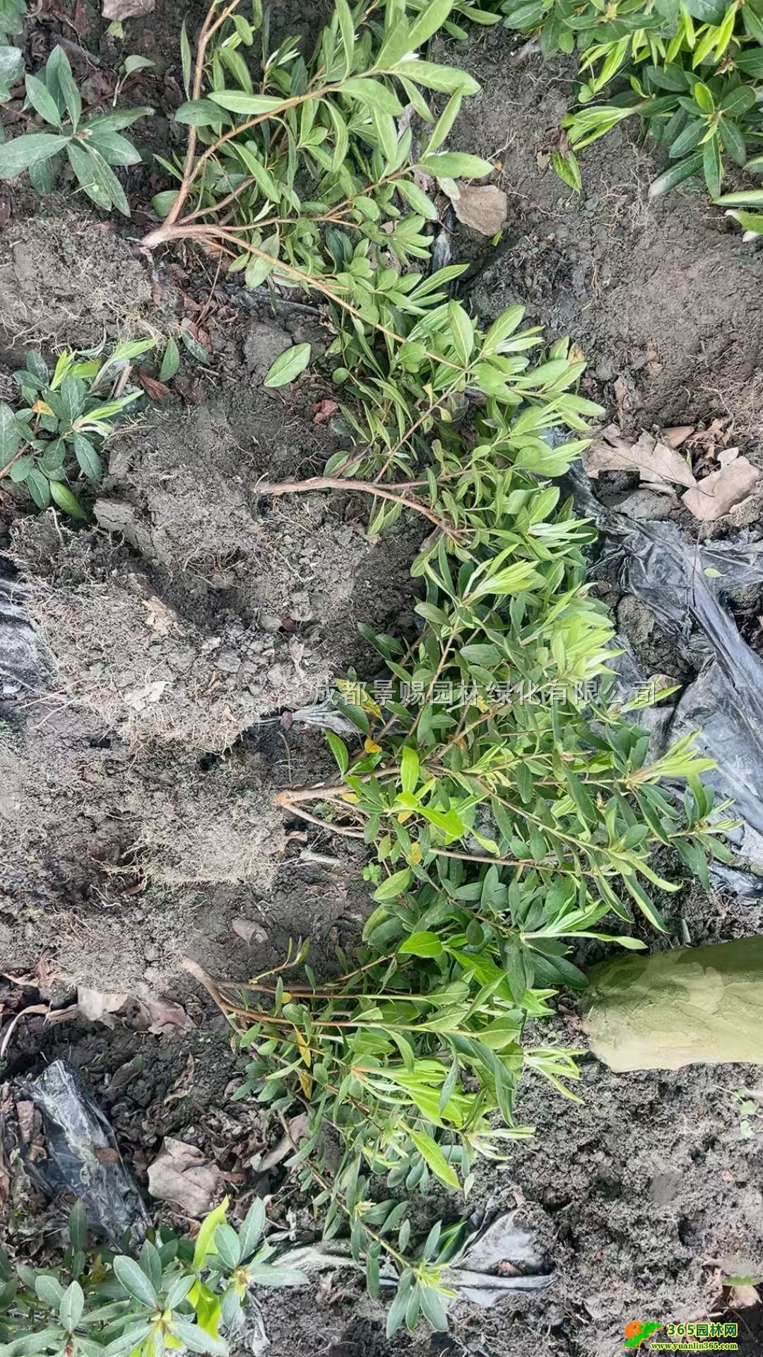 30ëN硢ëNëëNlëN