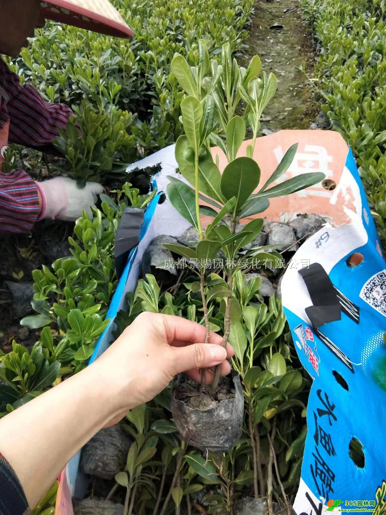 20-50ߺͩ硢ͩlءͩr