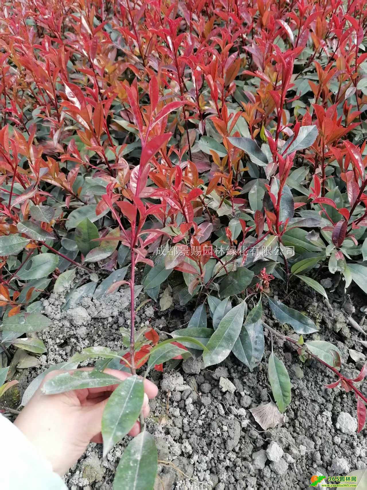 30߼t~ʯ骴Сt~ʯ骵繤硢t~ʯ骻