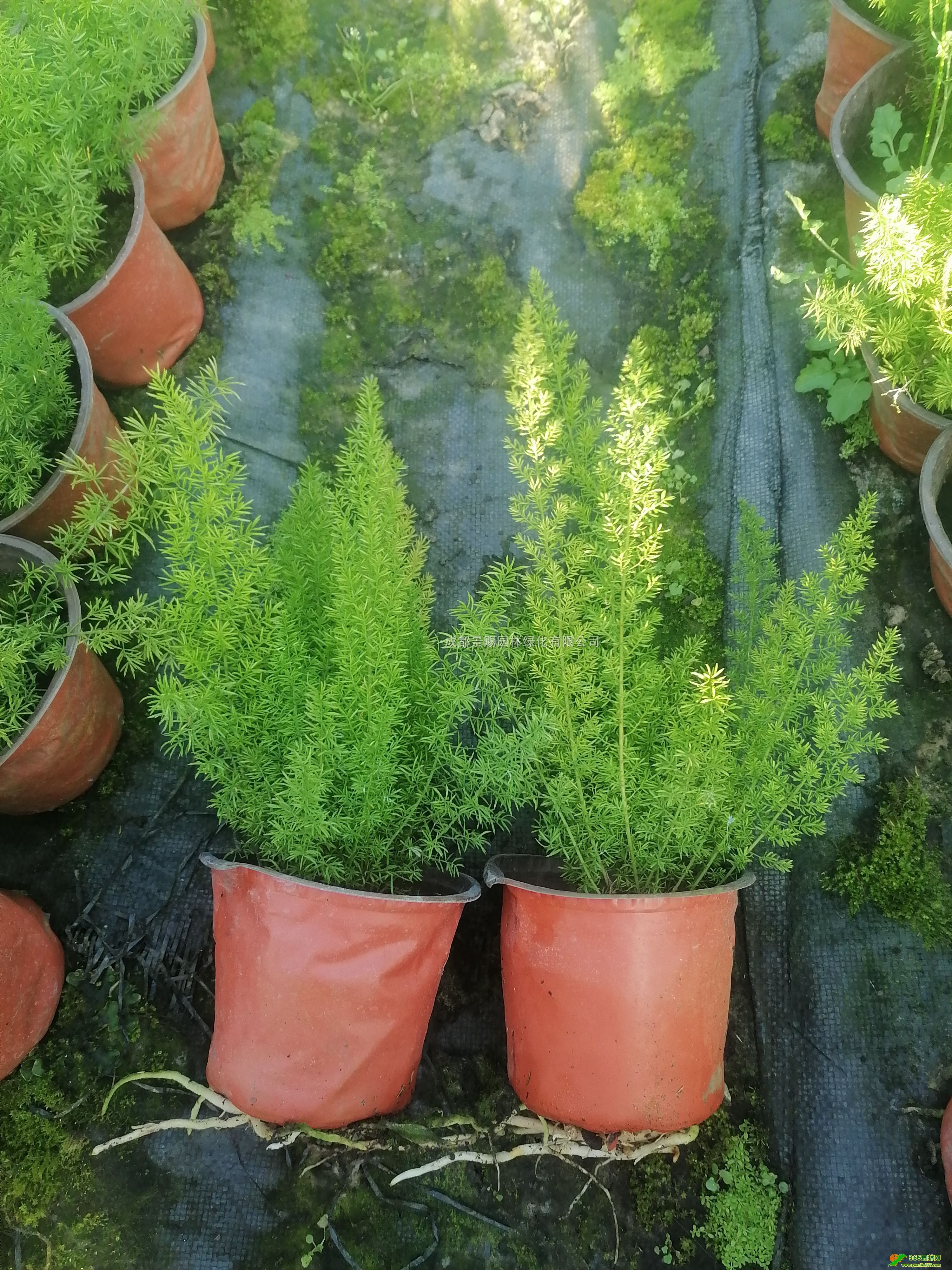 25-30ߺβT󱭡16βTlT