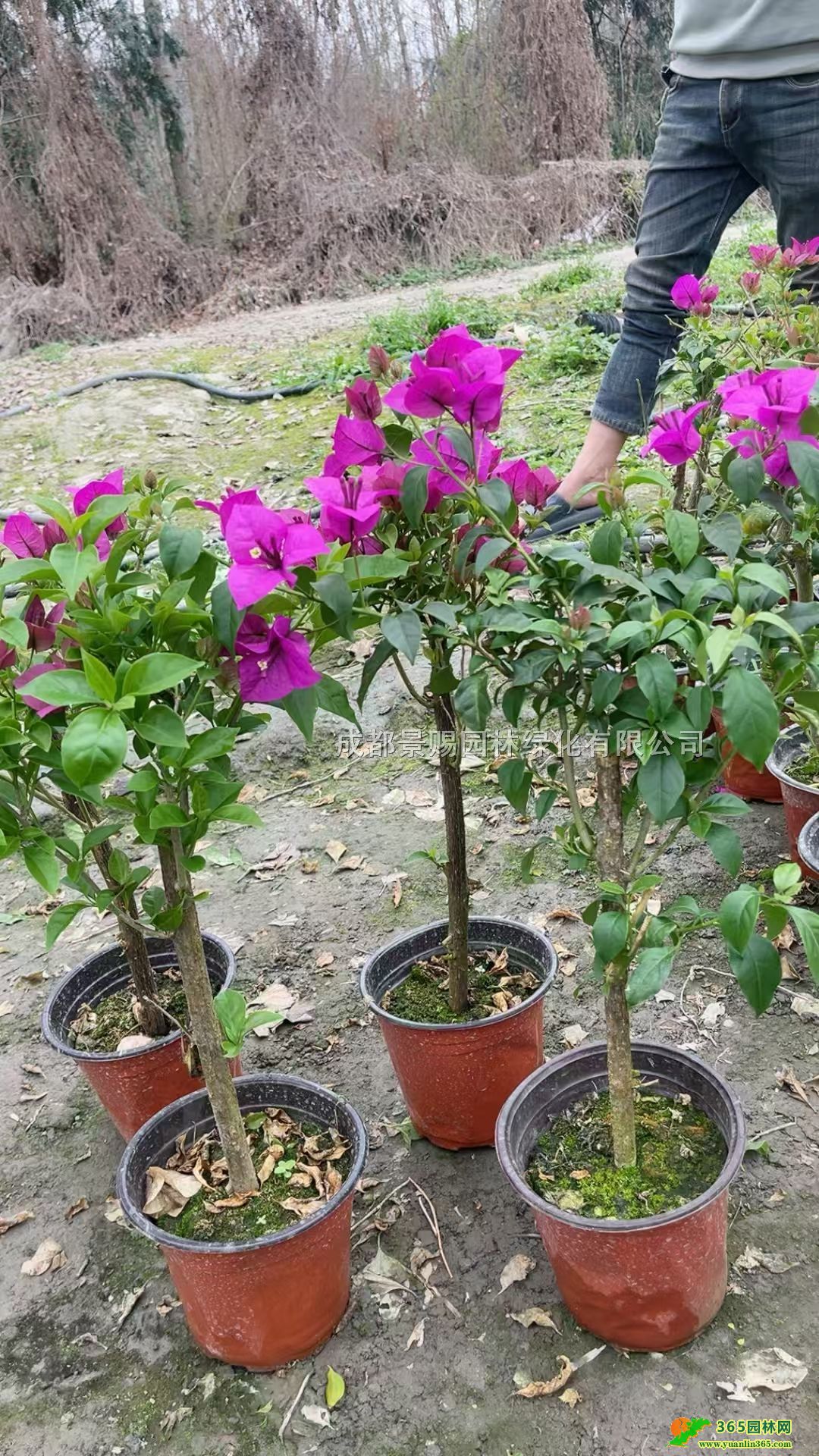 50÷硢÷l(f)18÷r÷