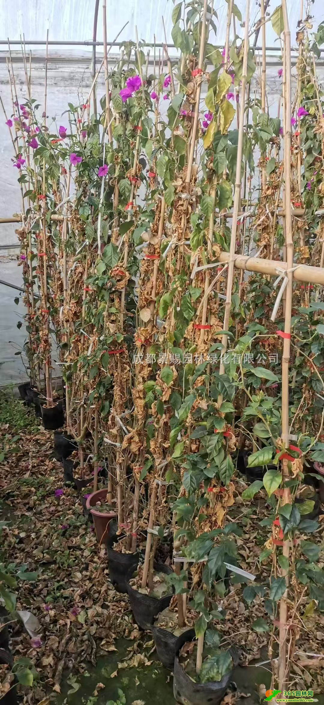 1-3׸ٱ÷硢÷lӻءϻ÷l(f)