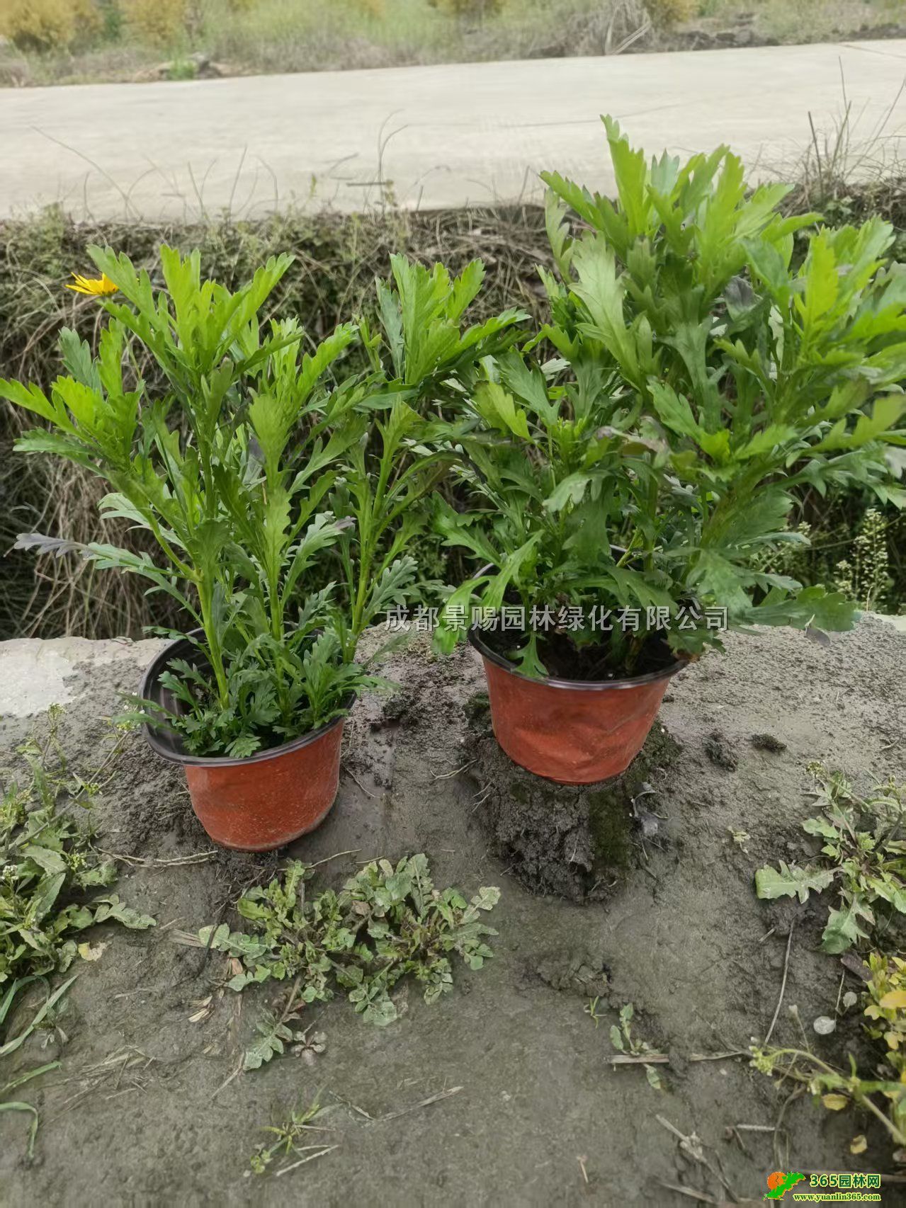 ľձ硢ľСľջءľl