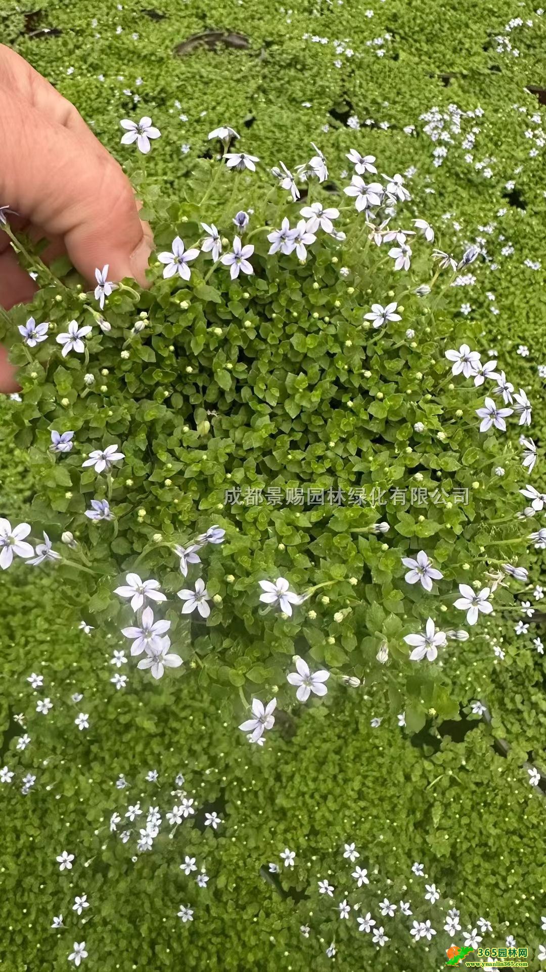 16m߅ɏ󱭡m߅ɏl߅ɏС