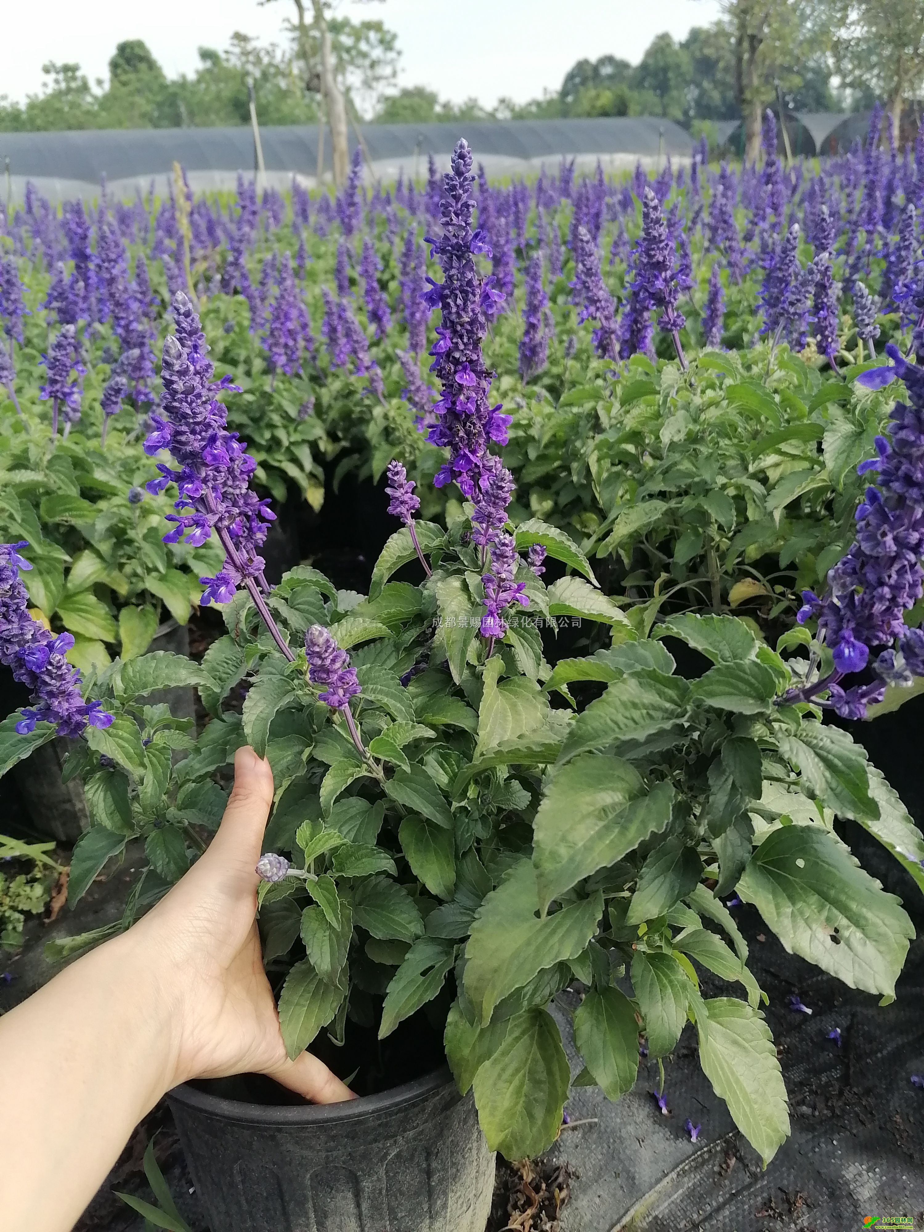 Ʒ{(ln)β{(ln)βݻβl(f)r(ji)