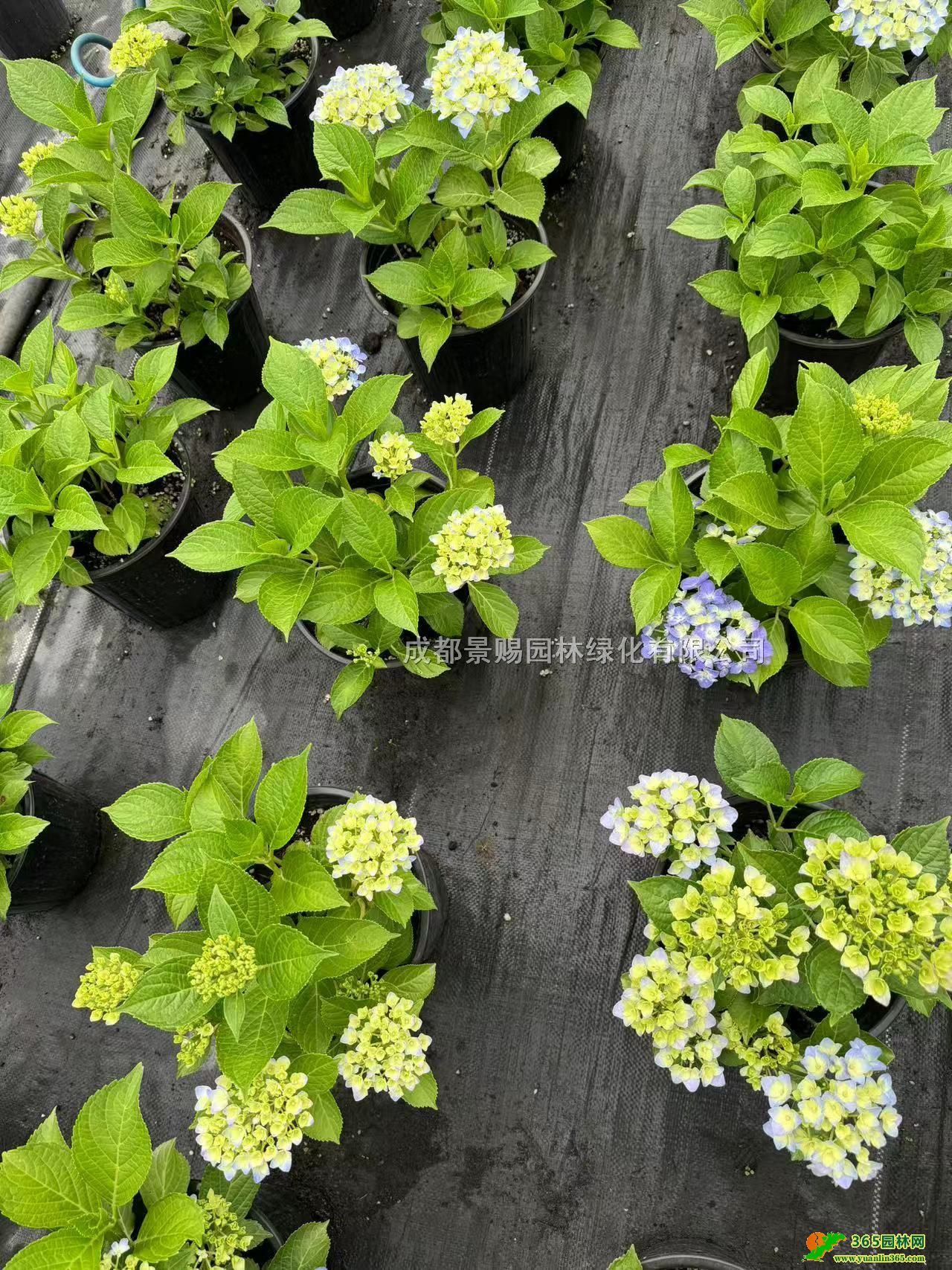 40C󱭡CӁ軨_C򱭻C