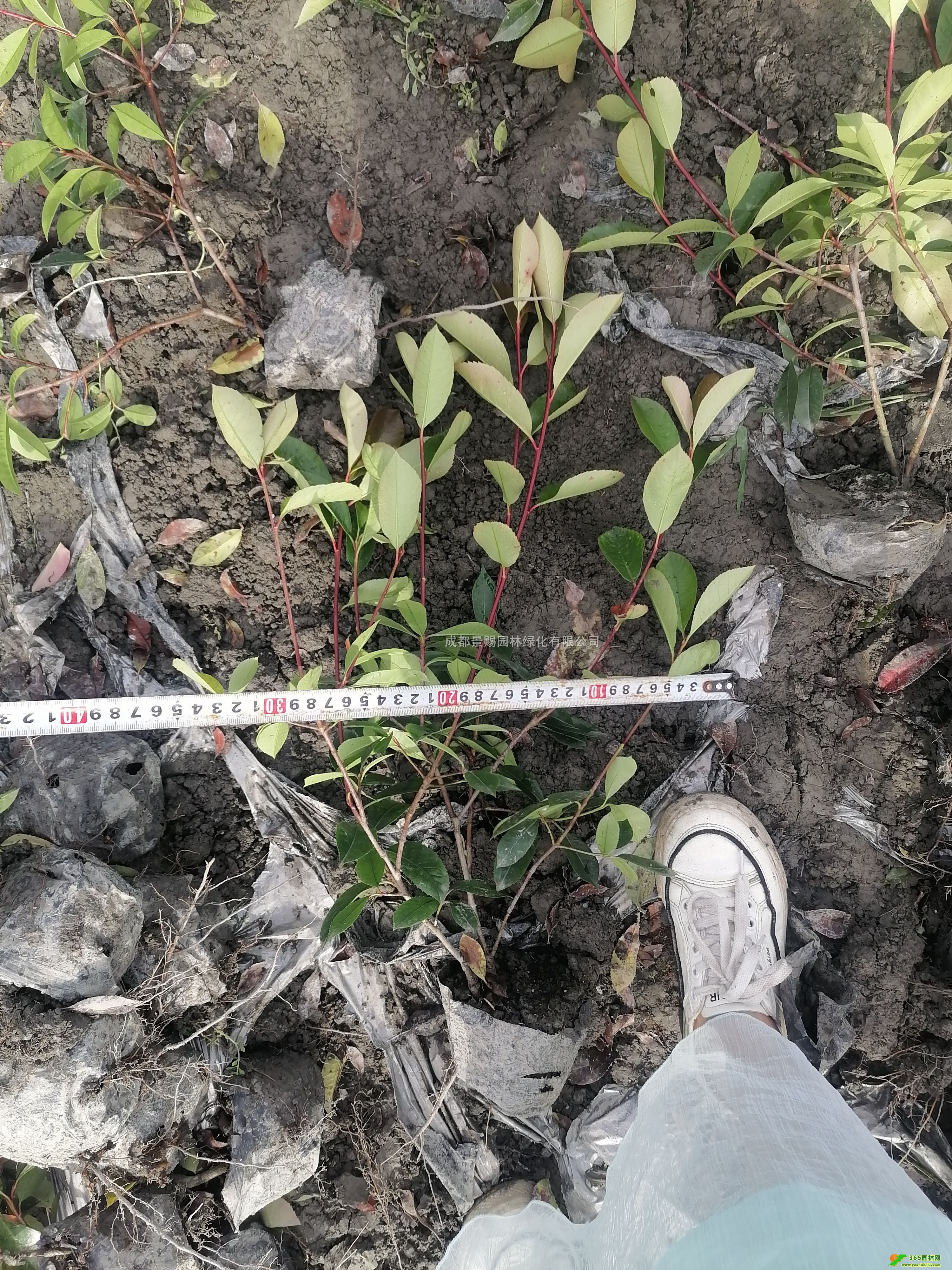 16t~ʯ骴󱭡40߼t~ʯСt~ʯ骻