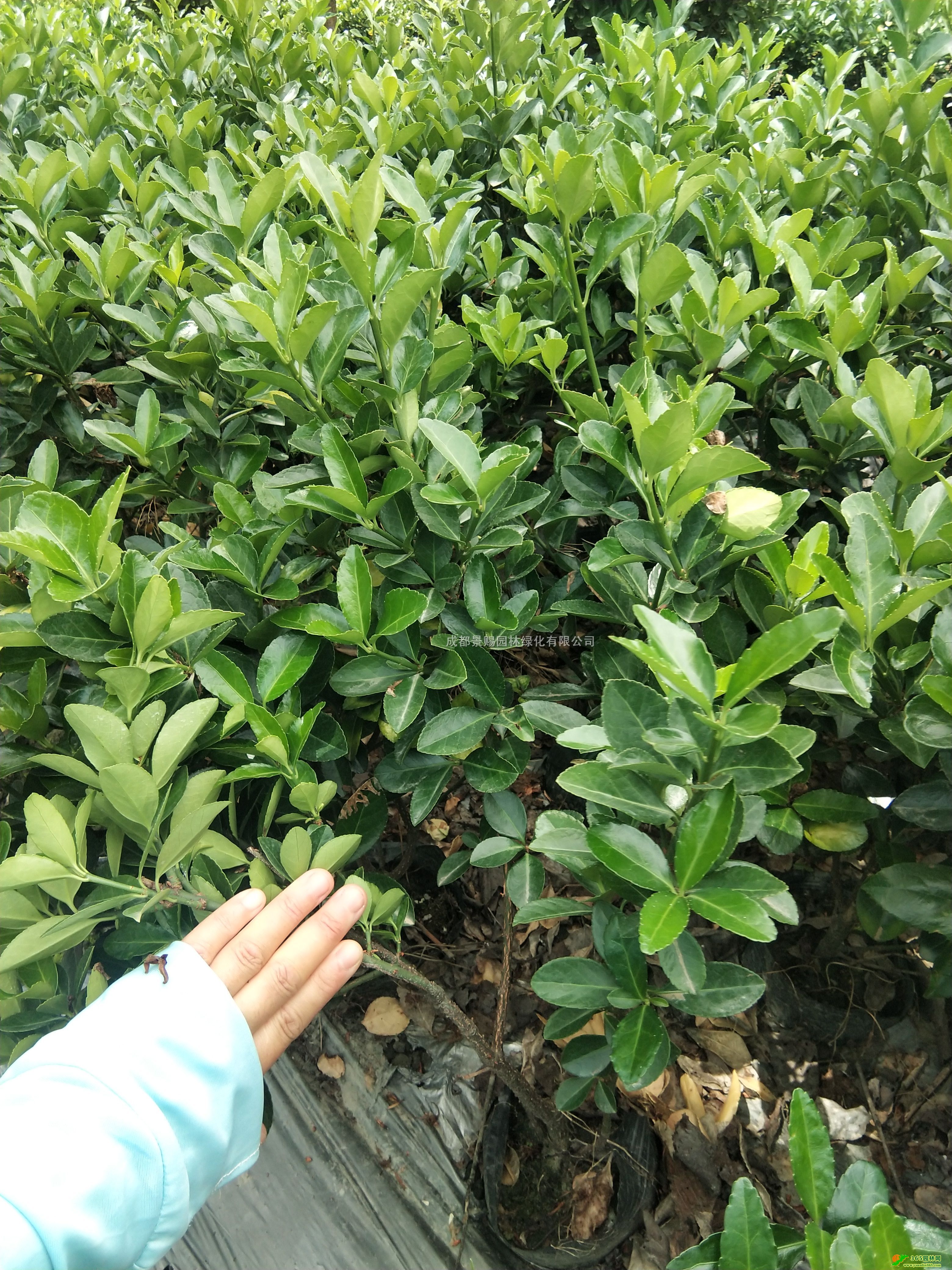 50ߴ~S16~S\ӡ~Slr