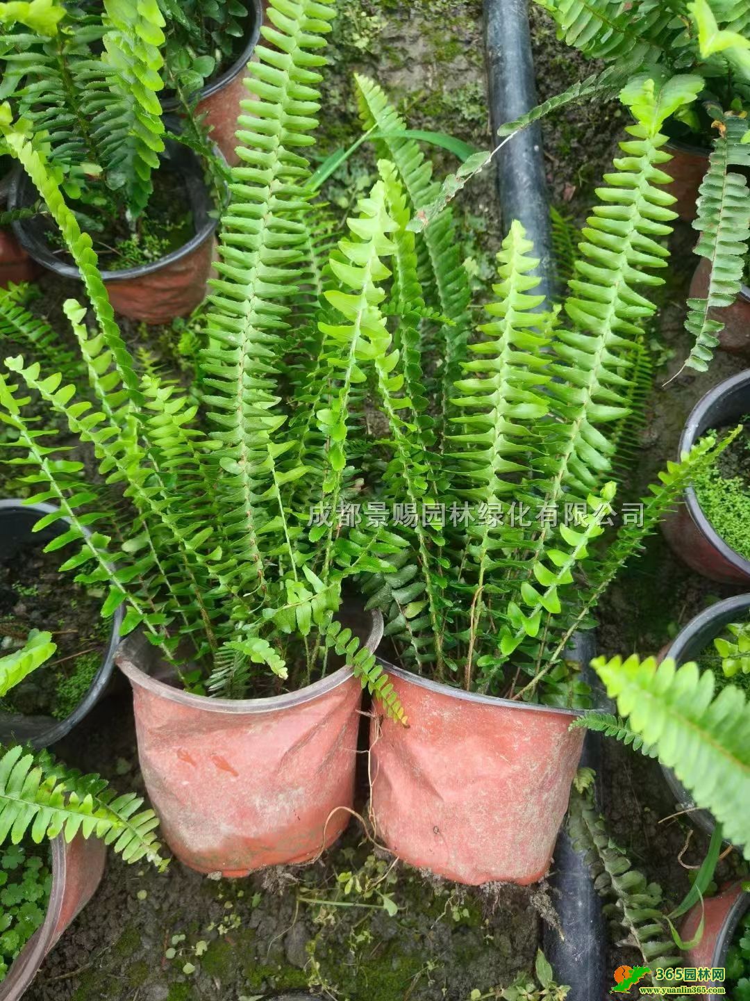 IާG硢IާֱlIާlrIާ