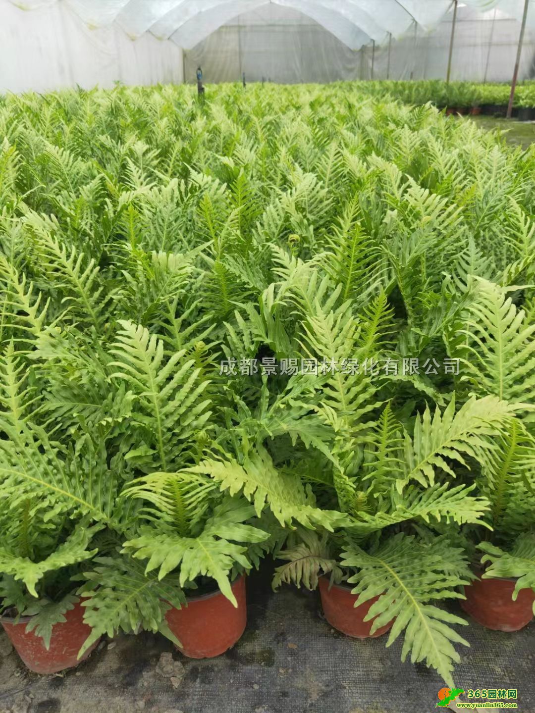 40߸FާpɫFާС硢FާƷ籭l