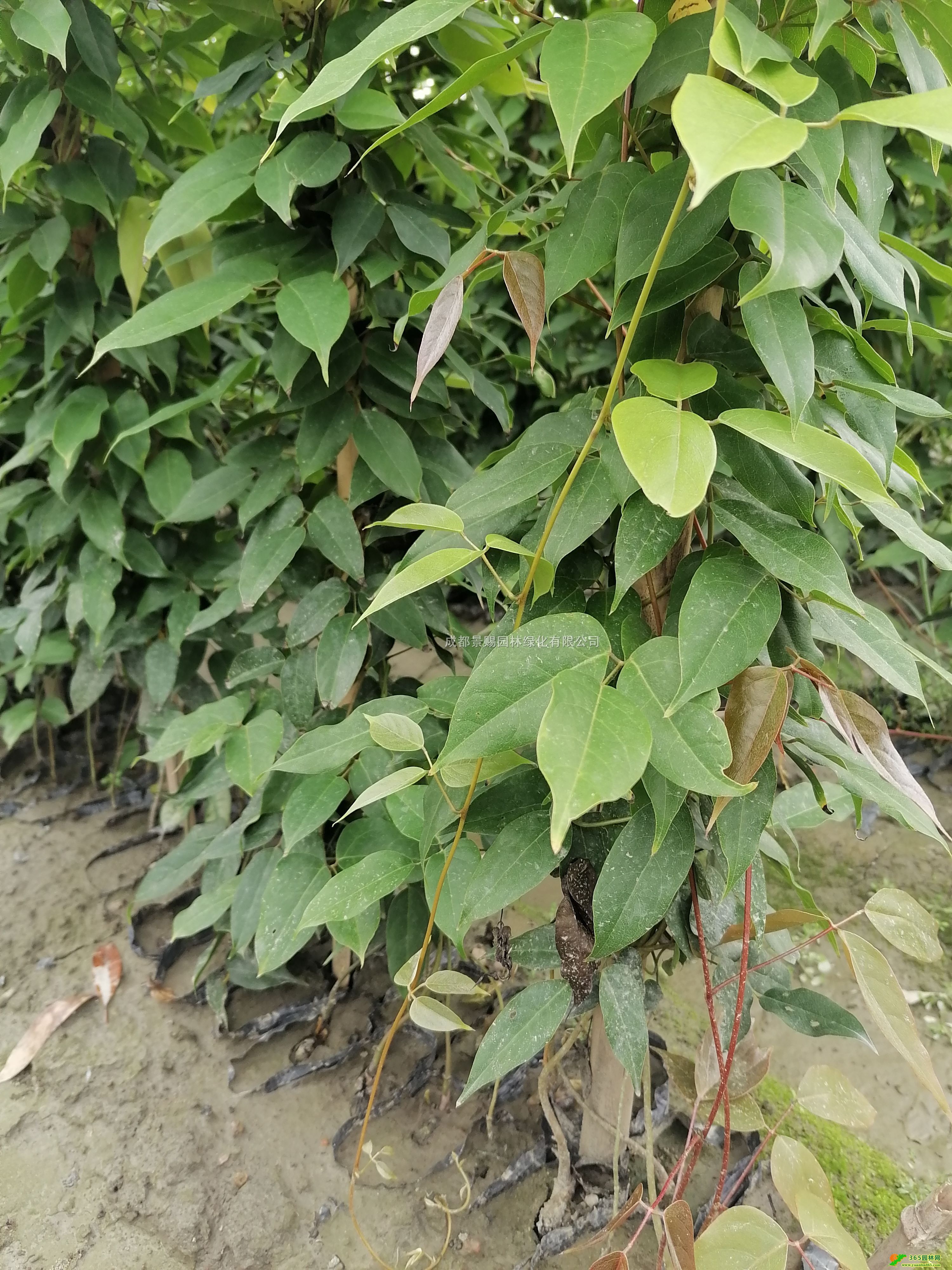 12С硢ٳƷ硢С󱭻