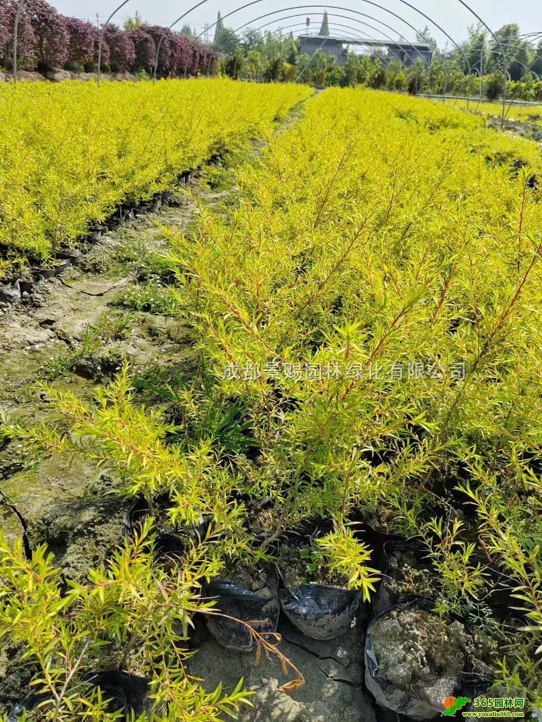 ǧӽ硢ǧӽ硢ǧӽ͡ǧӽ𹤳r