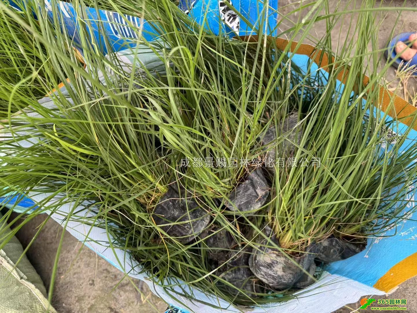 16Сβ12СββԻ