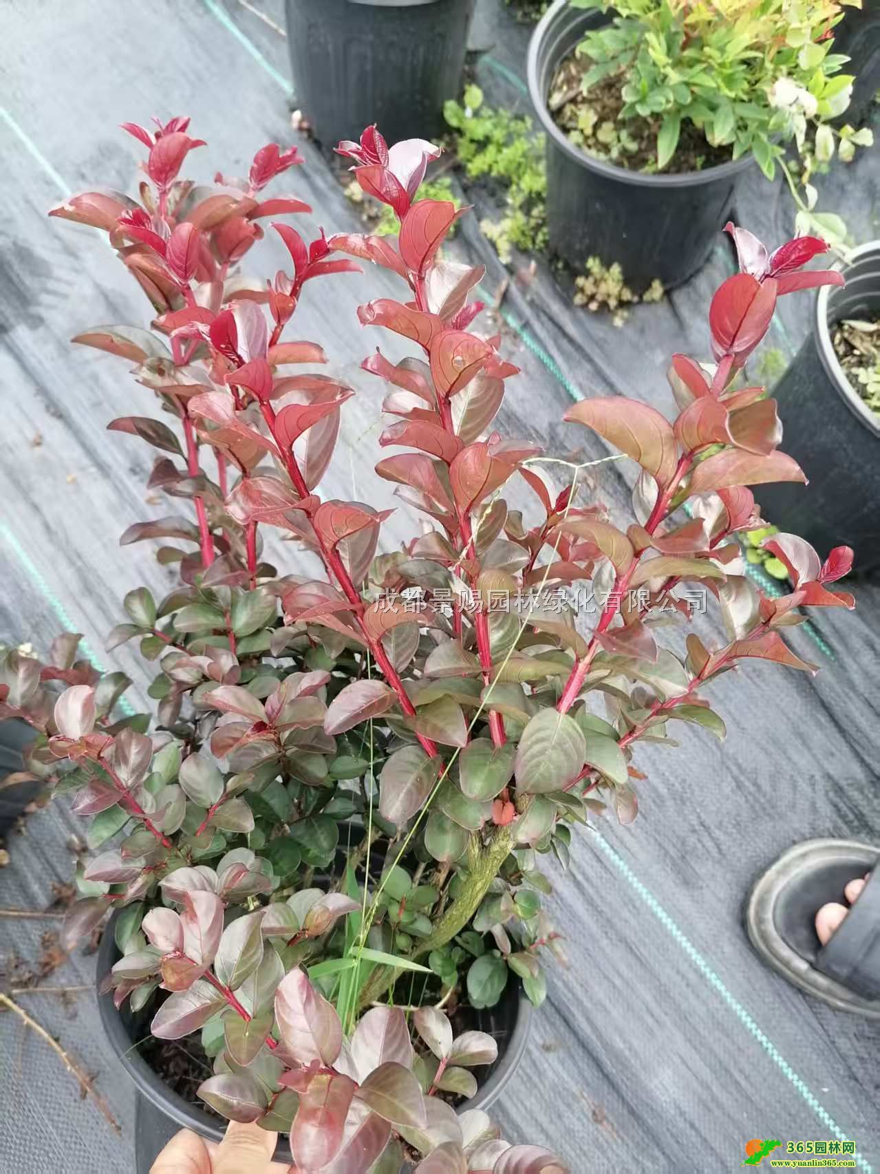 50߰ޱޱlޱ󱭃r